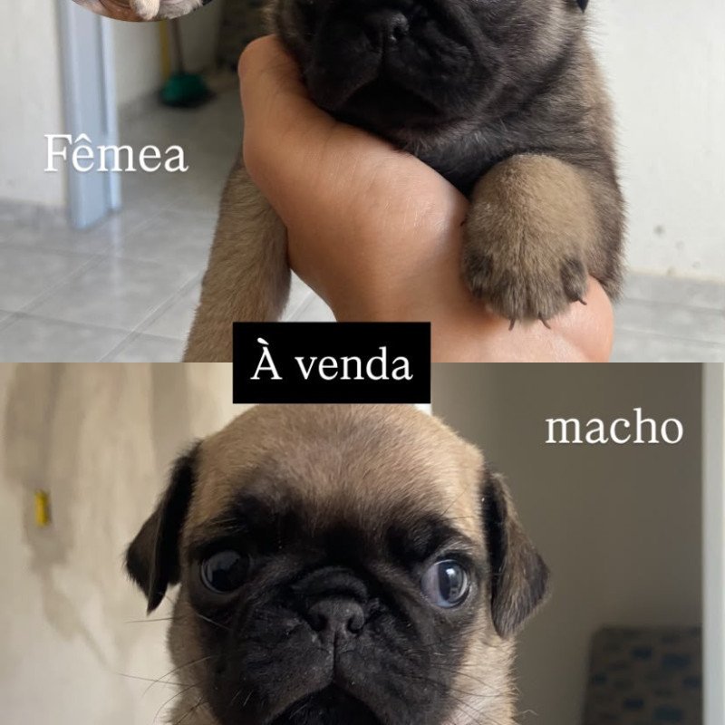 FILHOTE PUG À VENDA - Foto 3