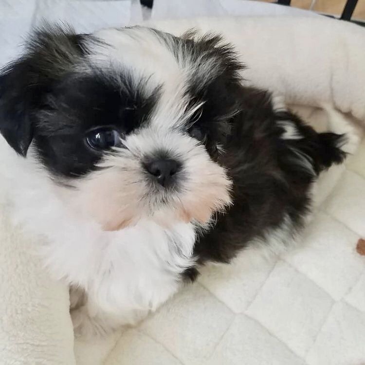 Portal Vendocão Shih Tzu branco e preto  Bauru  