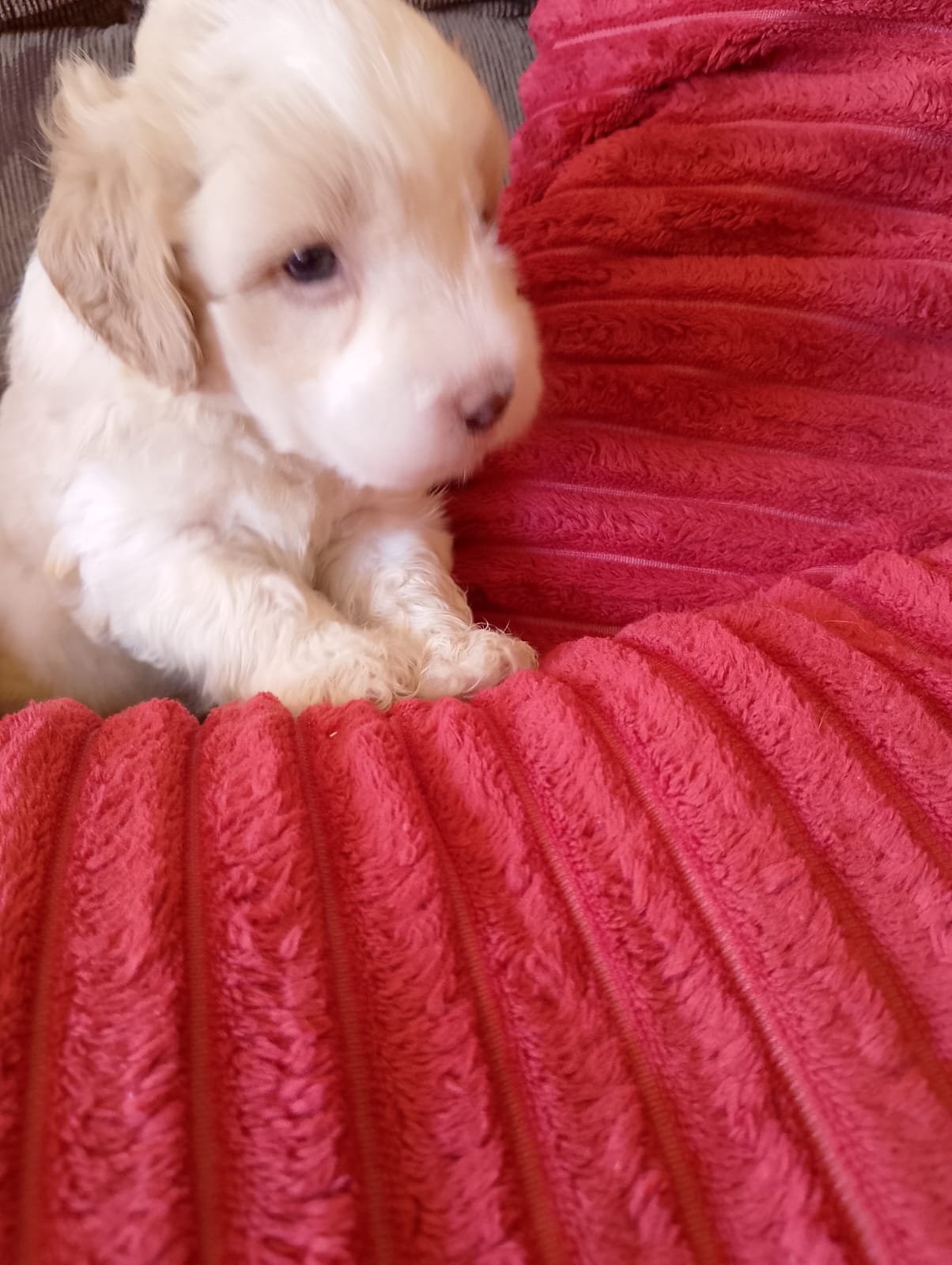 Portal Vendocão Vendo filhotes poodle Aracaju
