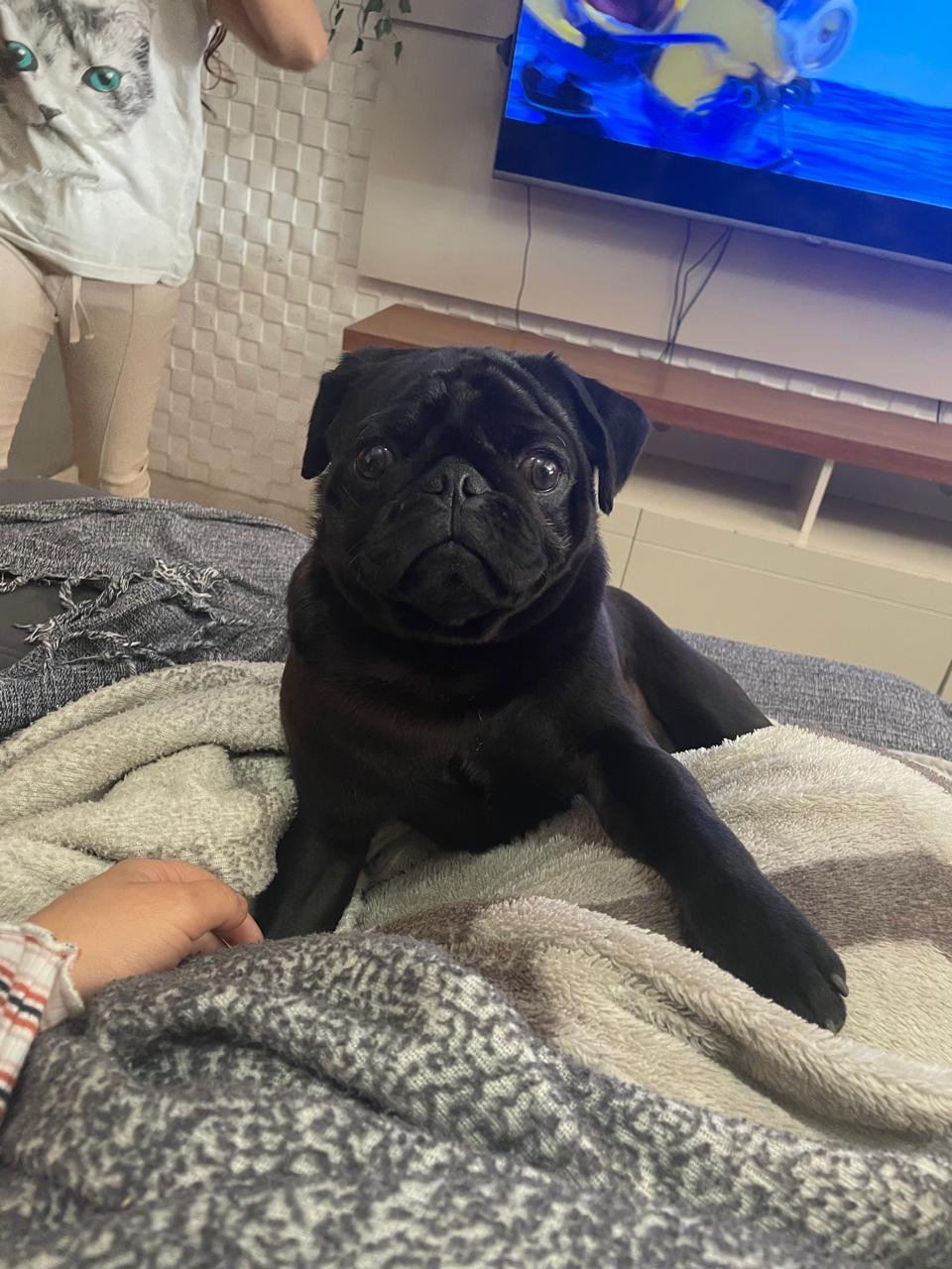 Filhote de pug com 9 meses 