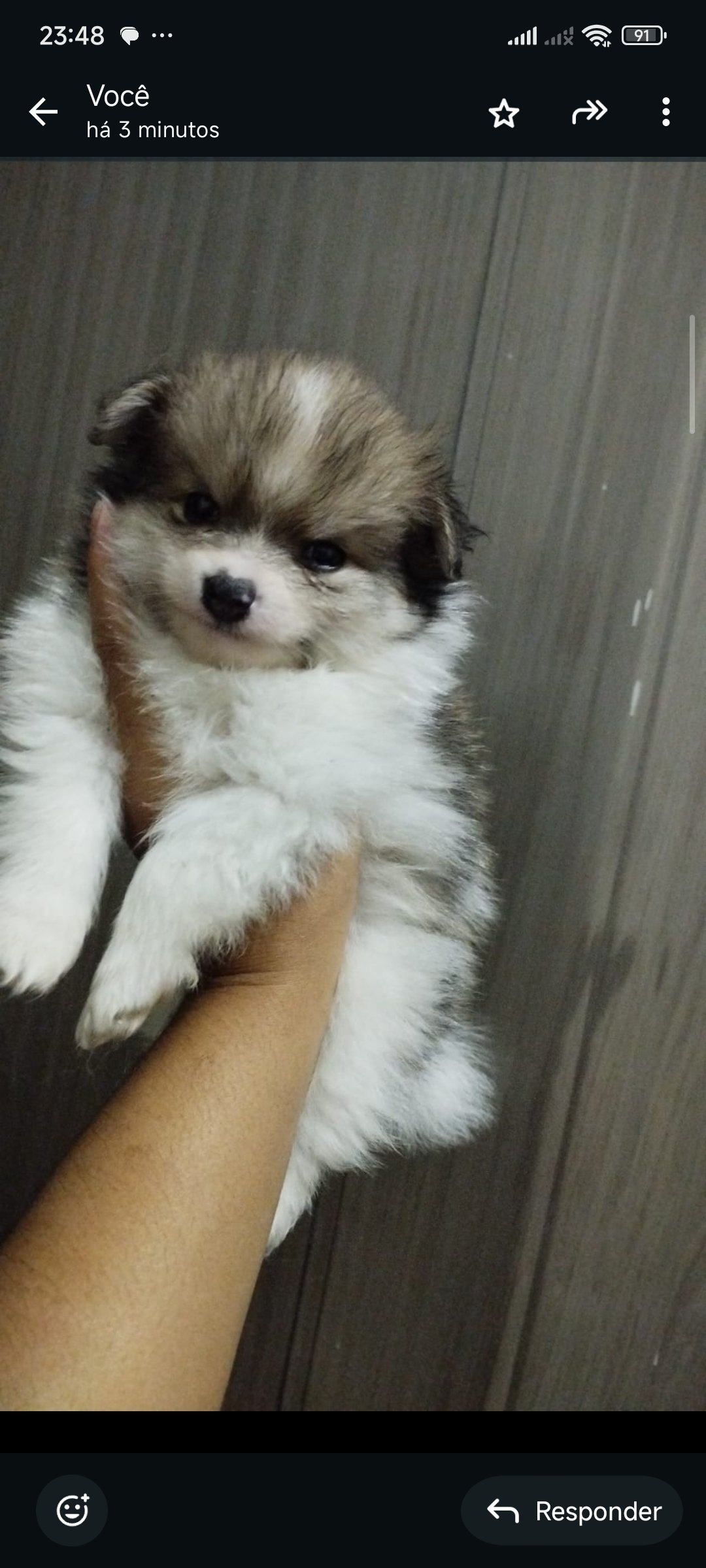 Vendo filhote de spitz alemão - Foto 1