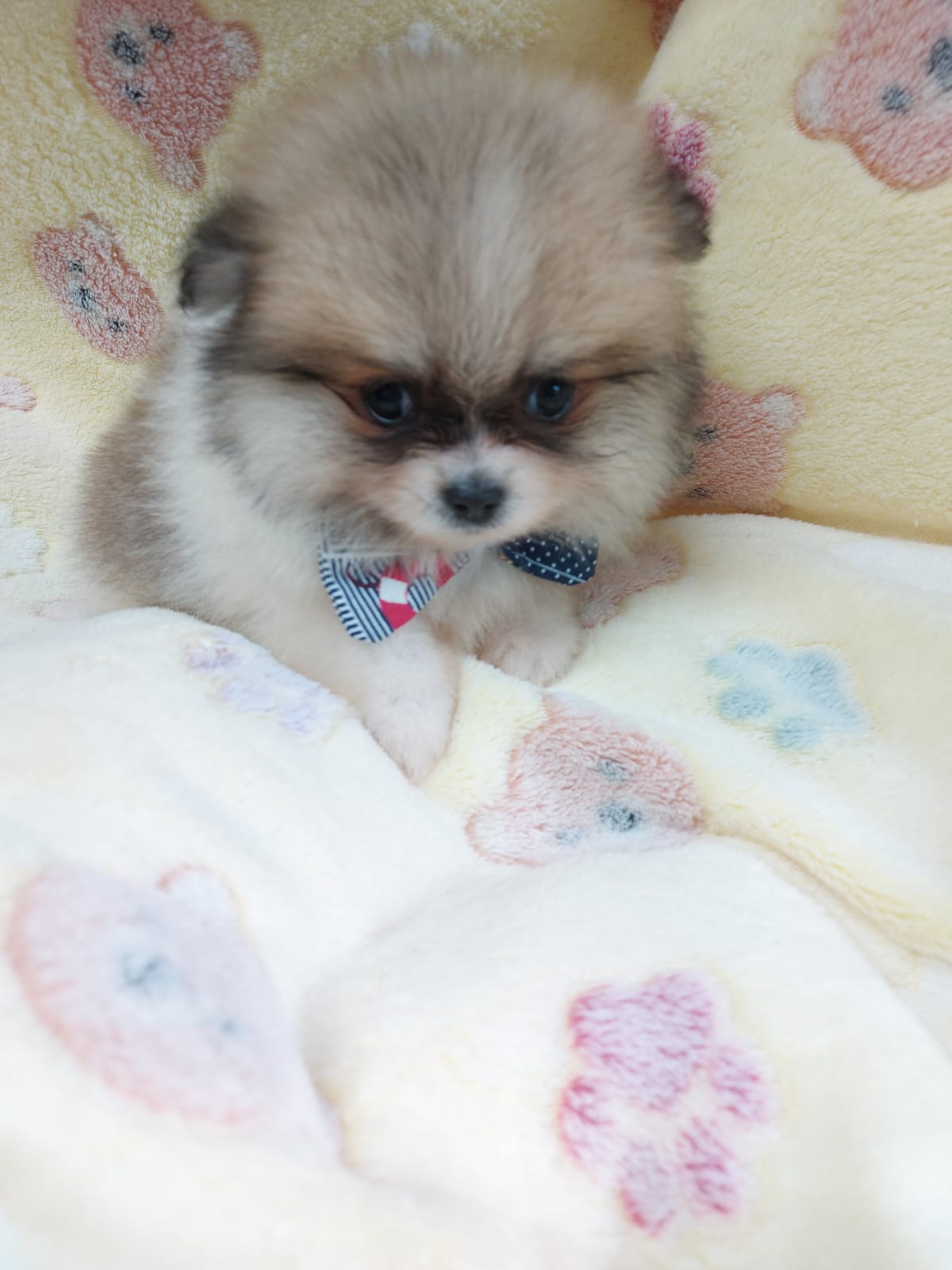 Portal Vendocão filhotes de lulu da pomerania Porto Alegre