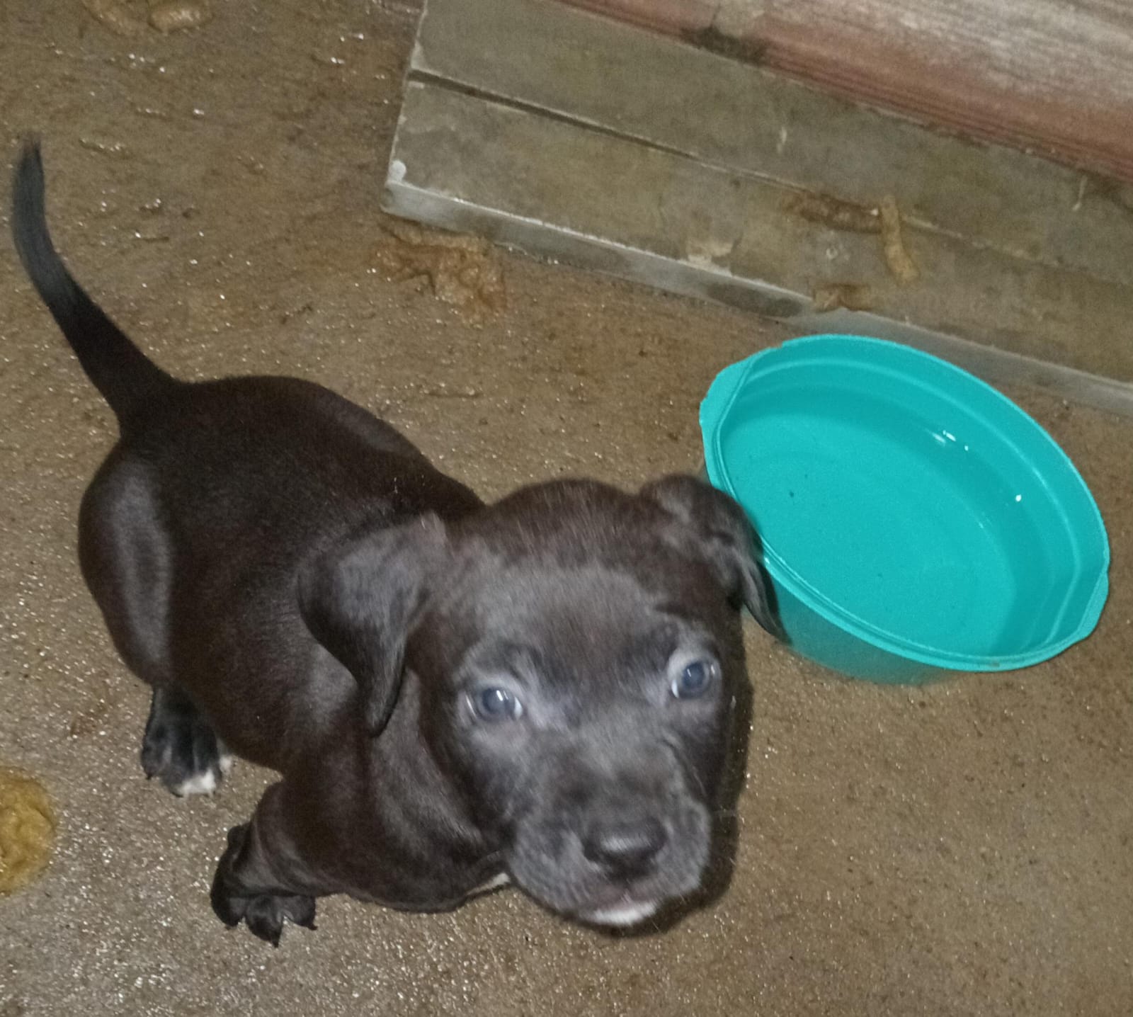 Portal Vendocão Cachorro  Vitória da conquista 