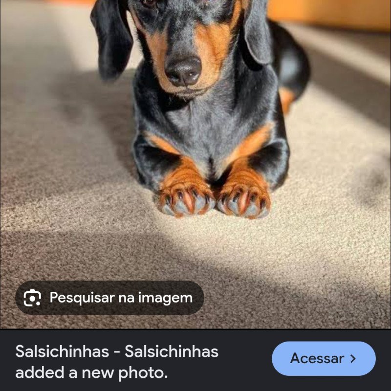Dashshund salsicha - Foto 1