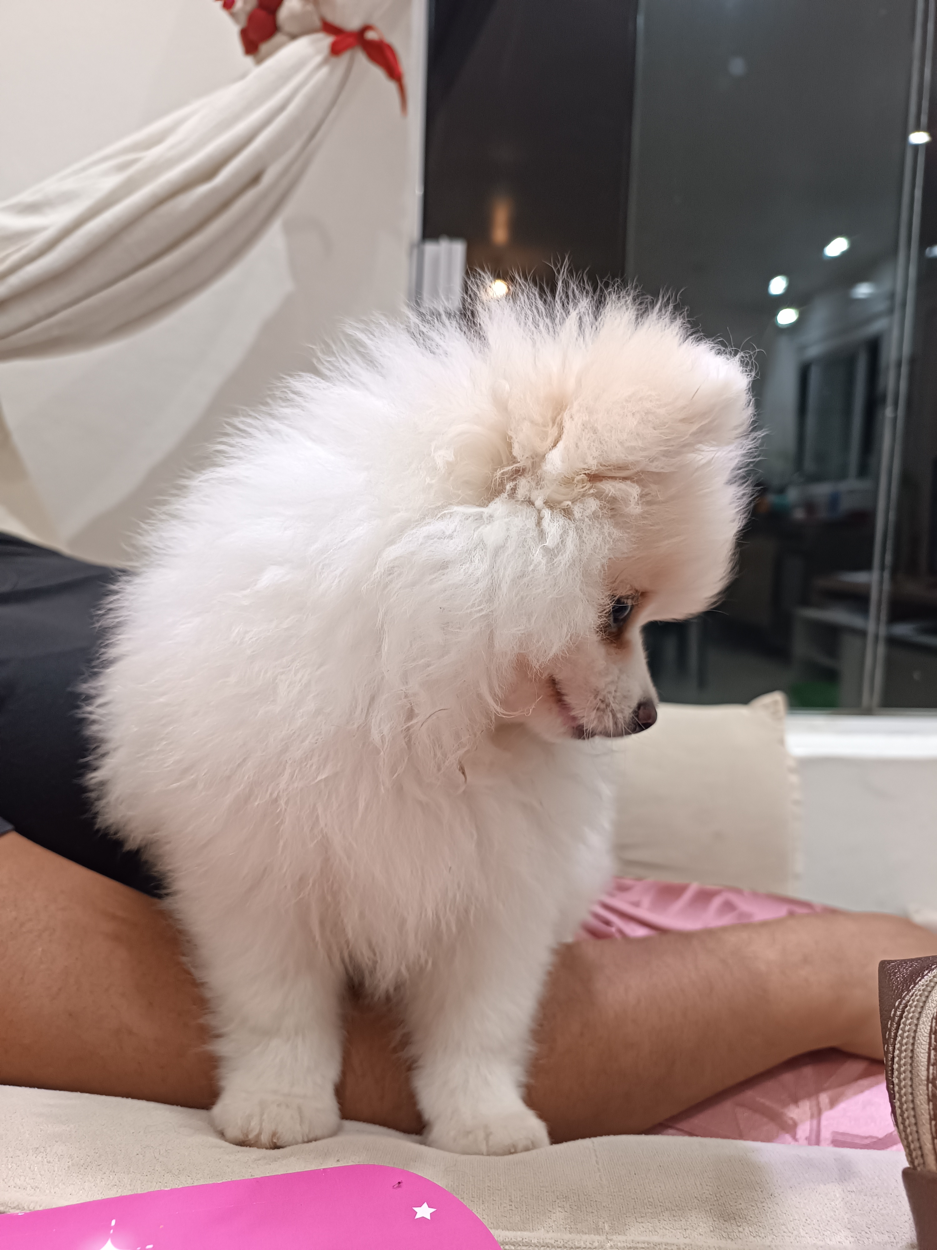 Filhote  macho de Lulu da Pomerânia Raça Pura 90 dias. 2 vacinas  - Foto 3