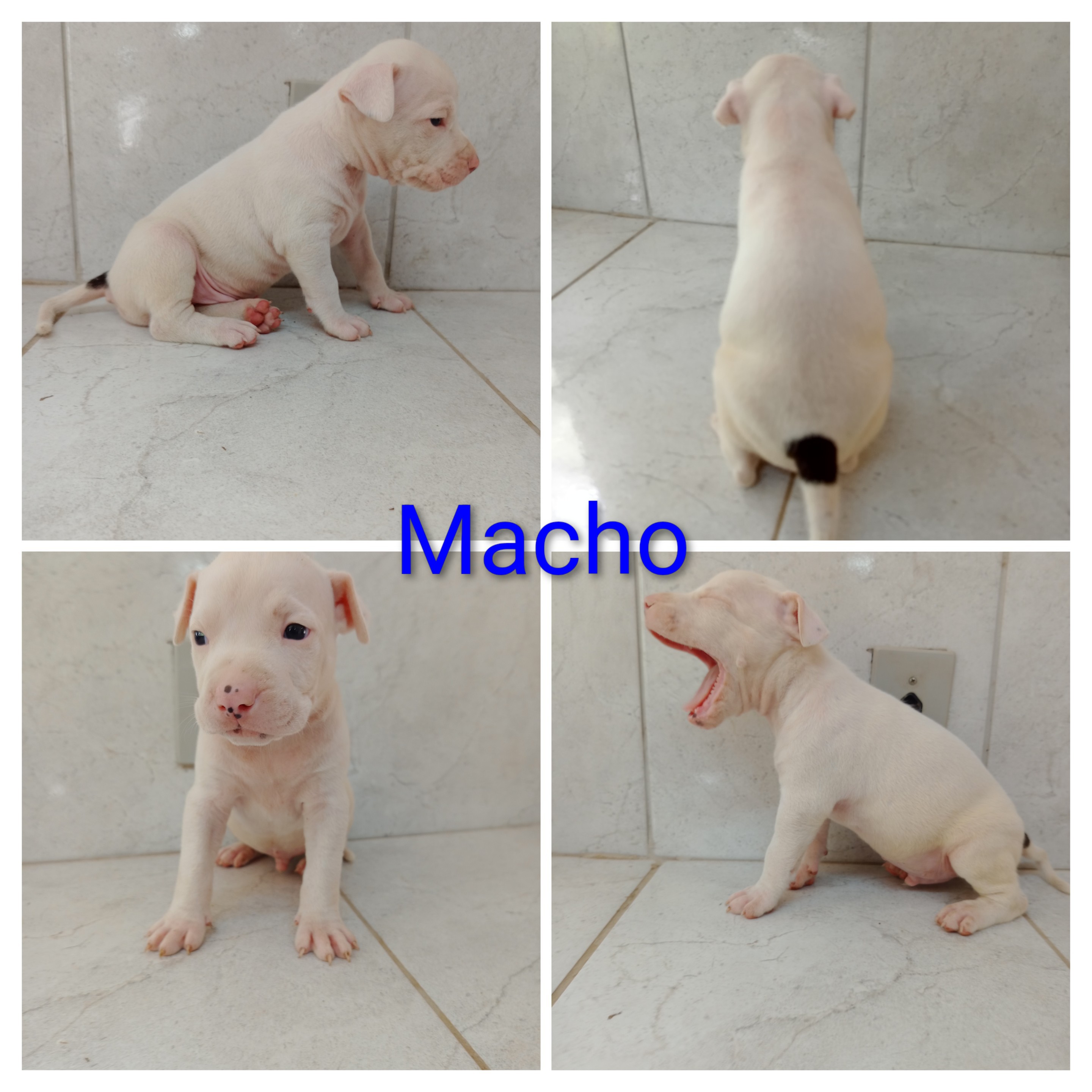 Filhotes de American staffordshire terrier  - Foto 4