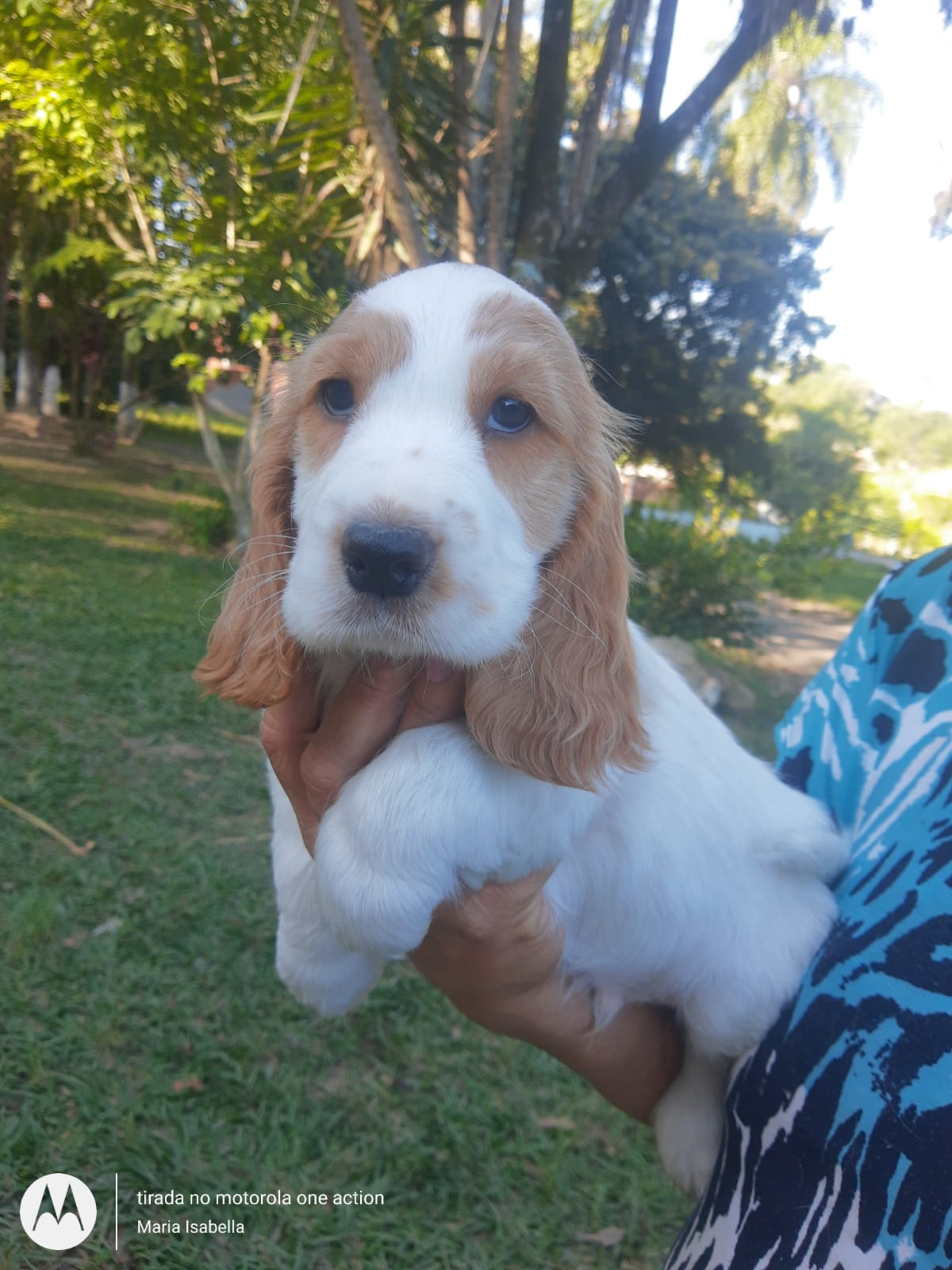 Portal Vendocão Belos Filhotes Cocker Spaniel Inglês  Campinas