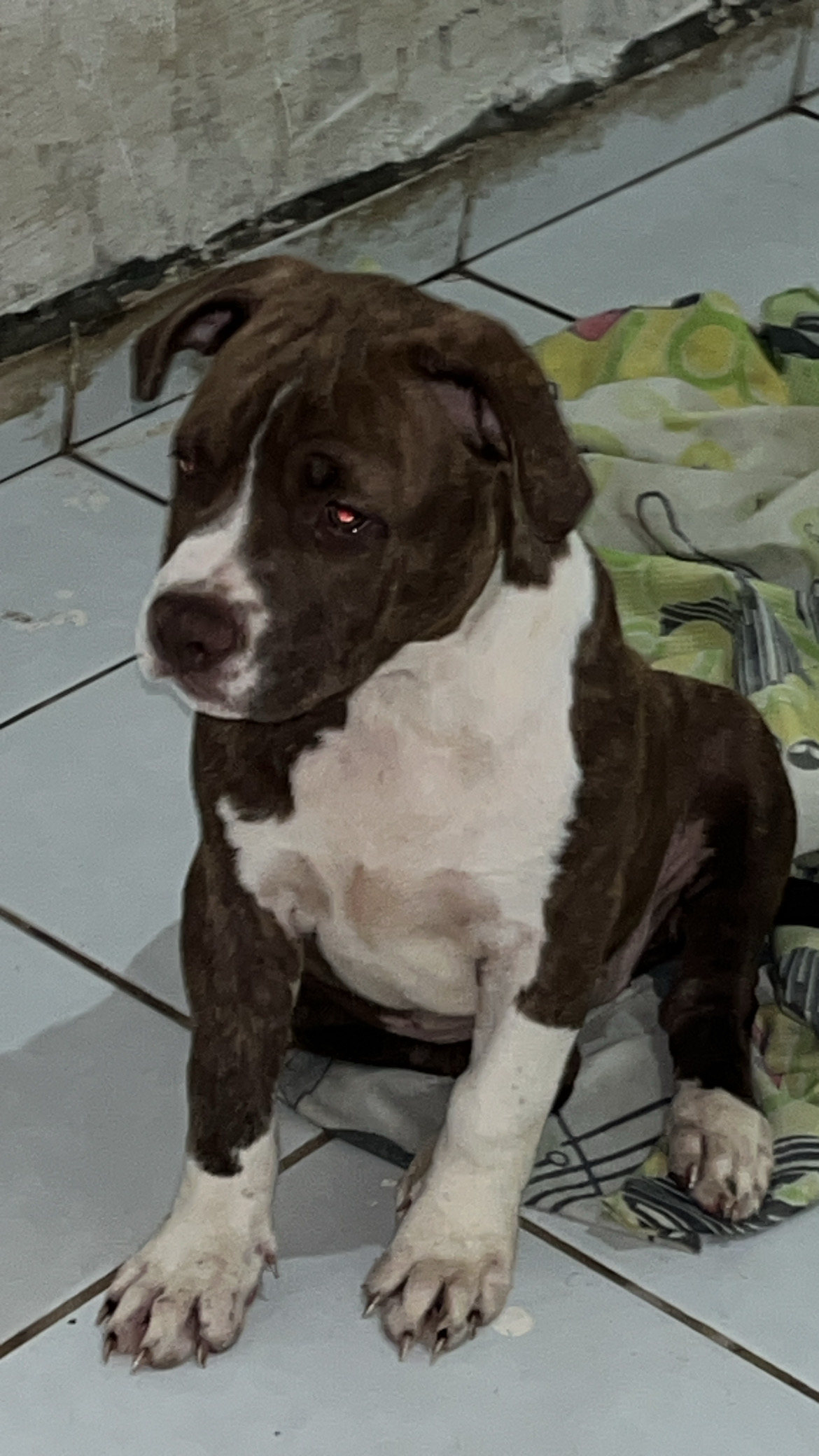 Portal Vendocão Filhotes pit monster e american bully Parnamirim 