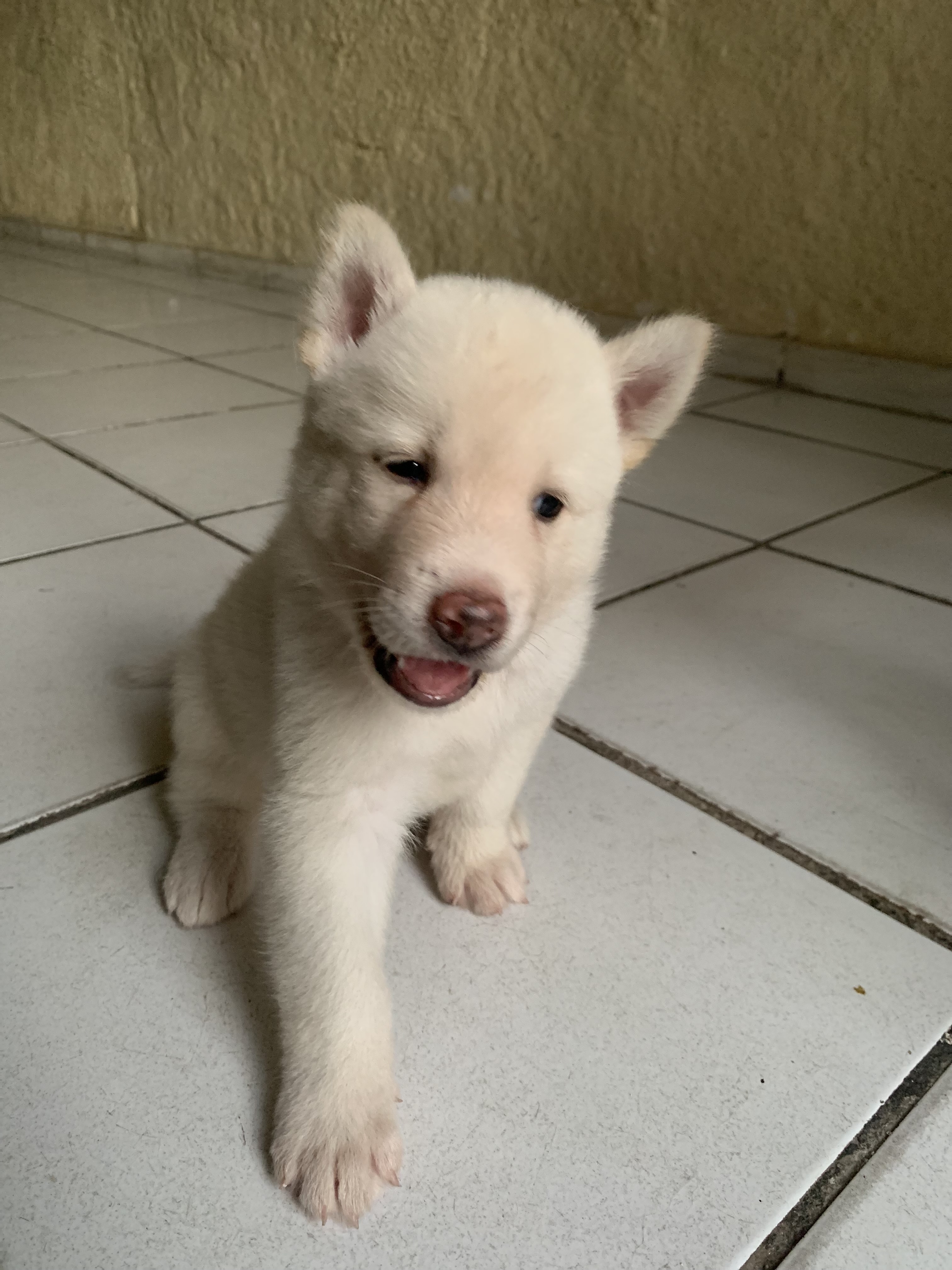 filhotes de Akita Inu Teresina