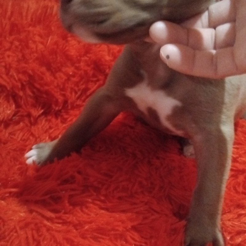 American bully - Foto 1