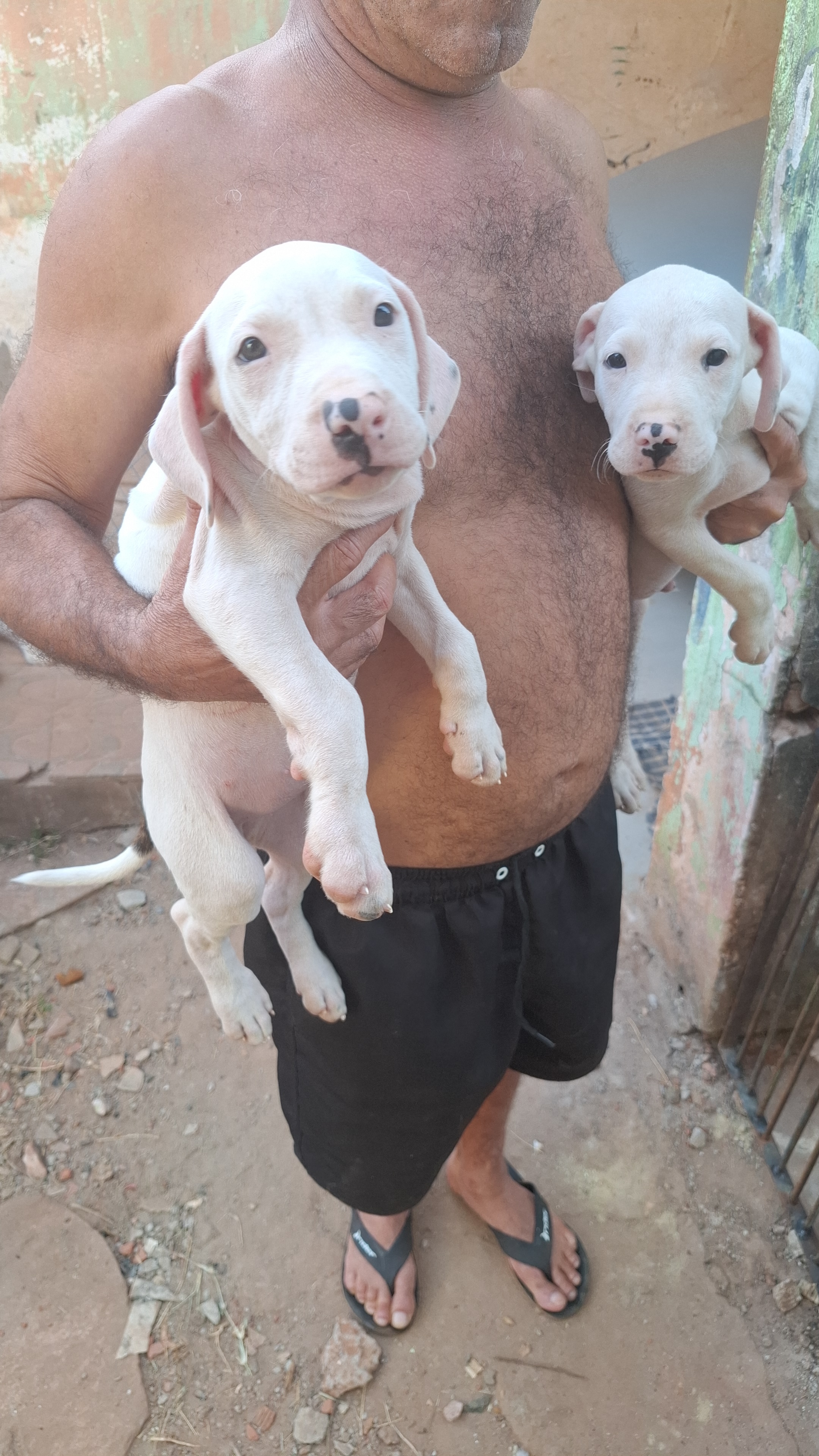FILHOTES DE PITBULL - Foto 4