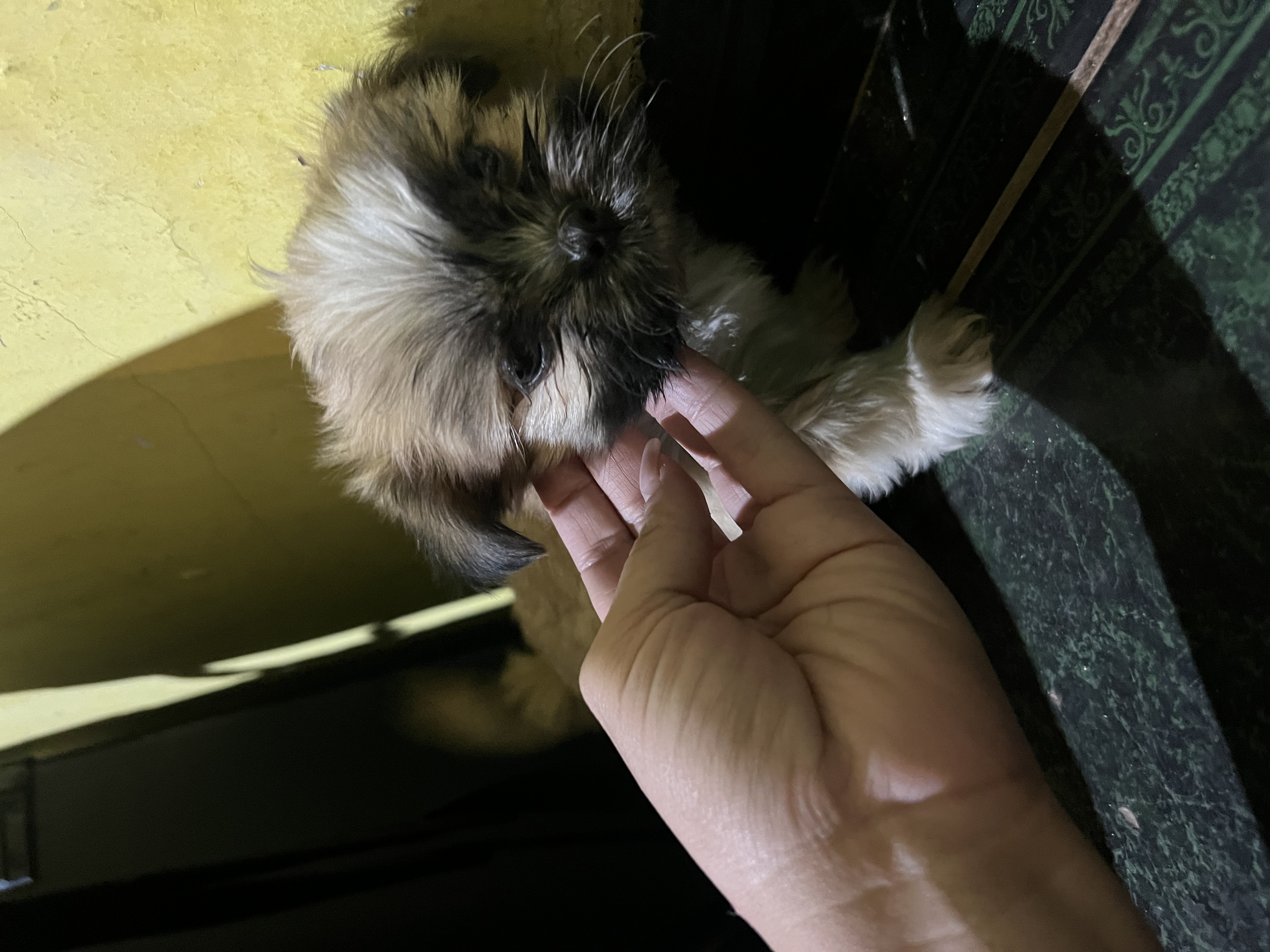 Portal Vendocão Filhote de shitszu  Goiânia 