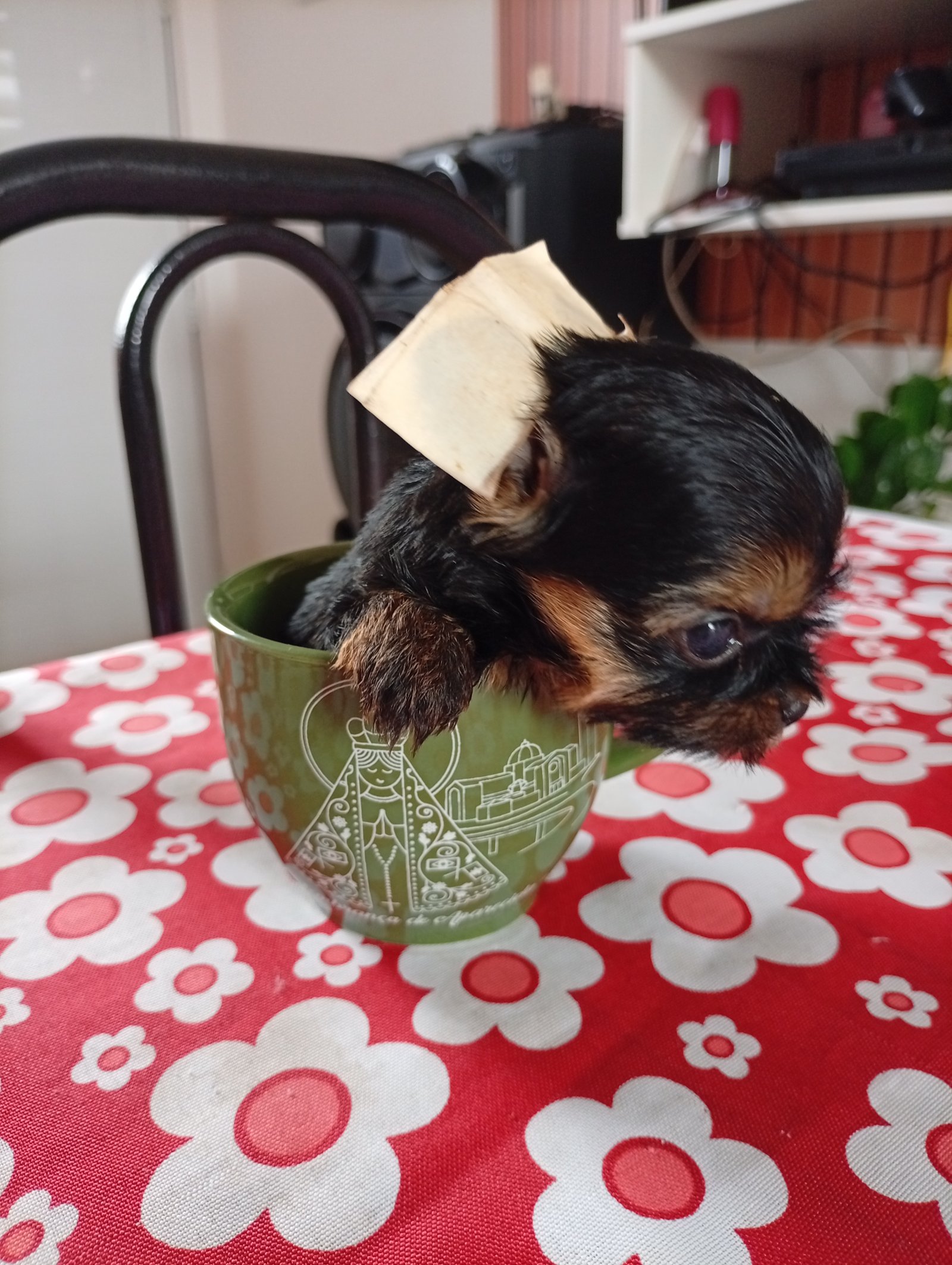 Filhotes de Yorkshire - Foto 2