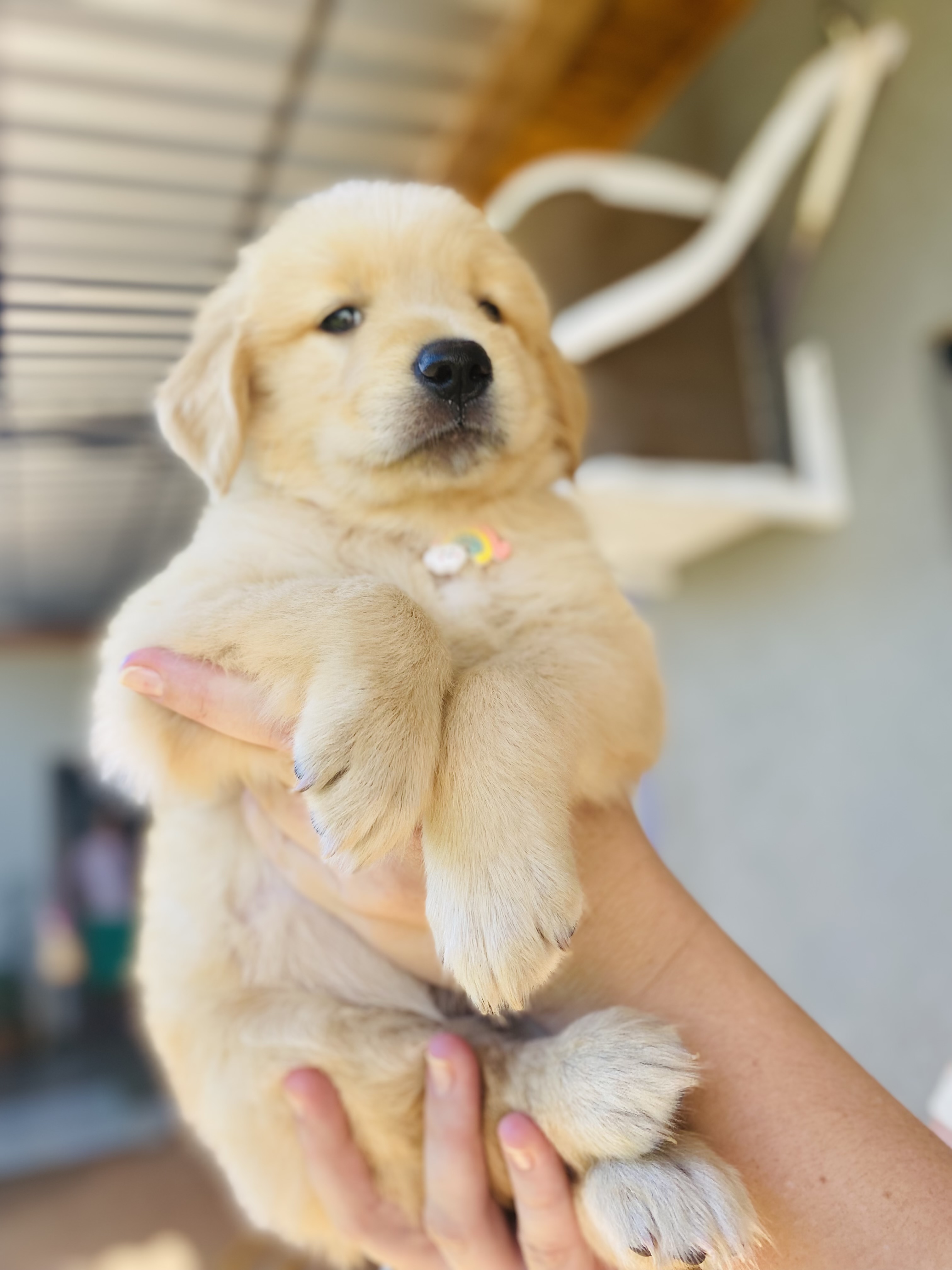 Portal Vendocão Filhote de Golden RETRIEVER  São Gabriel do Oeste 