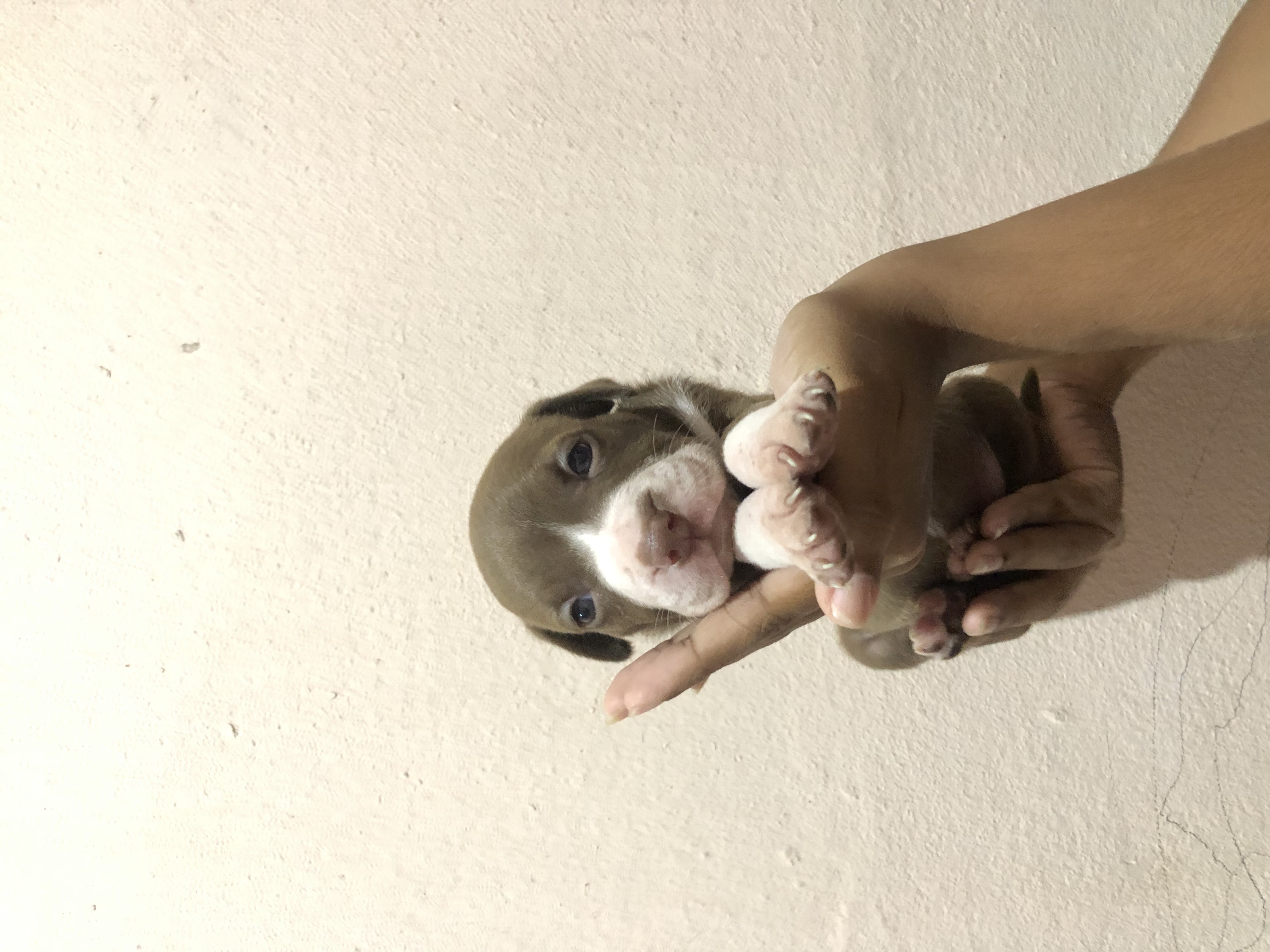 Portal Vendocão Filhotes de pitbull  Itabuna
