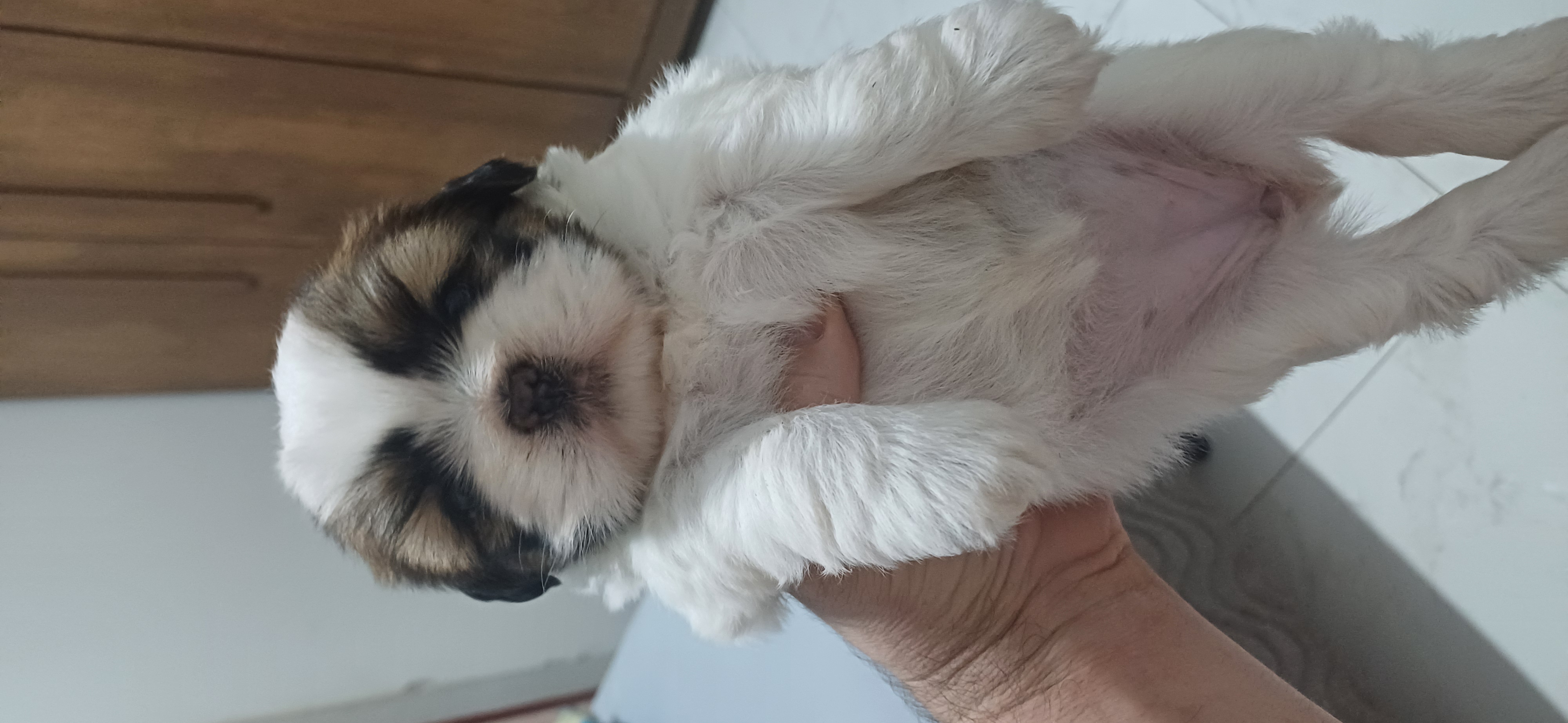Portal Vendocão Shih tzu  Bauru