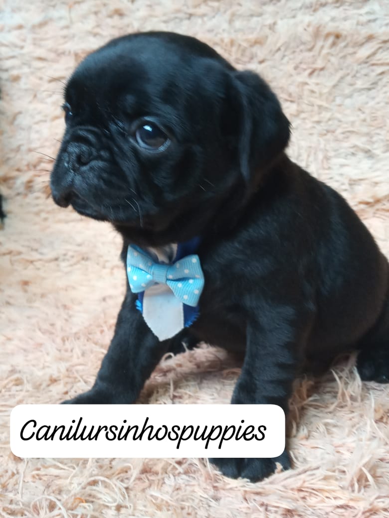 Portal Vendocão PUG ABRICO E BLACK E AQUI VC ENCONTRA #CANILURSINHOSPUPPIES  POA