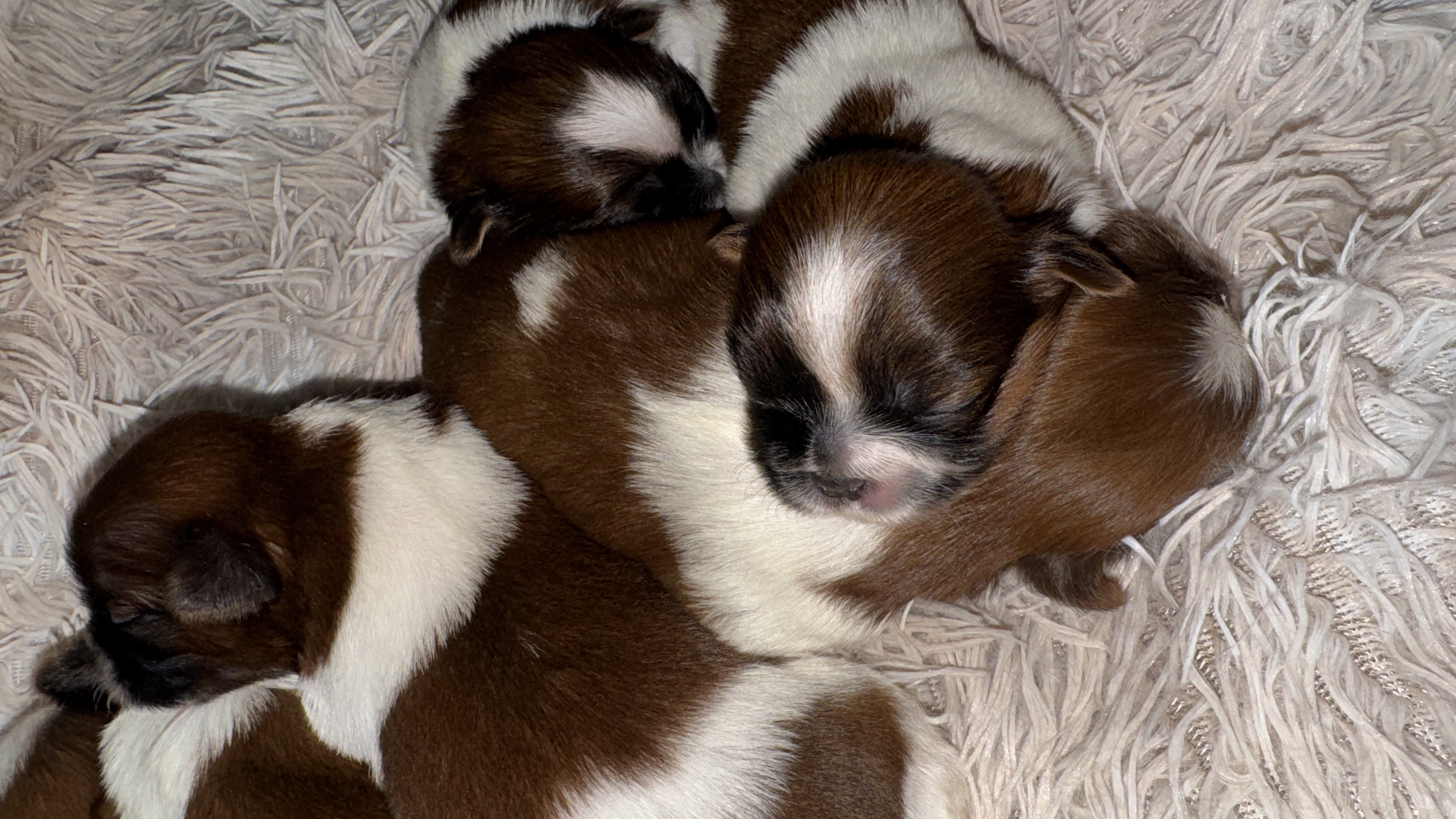  Shih Tzu disponível! - Foto 2
