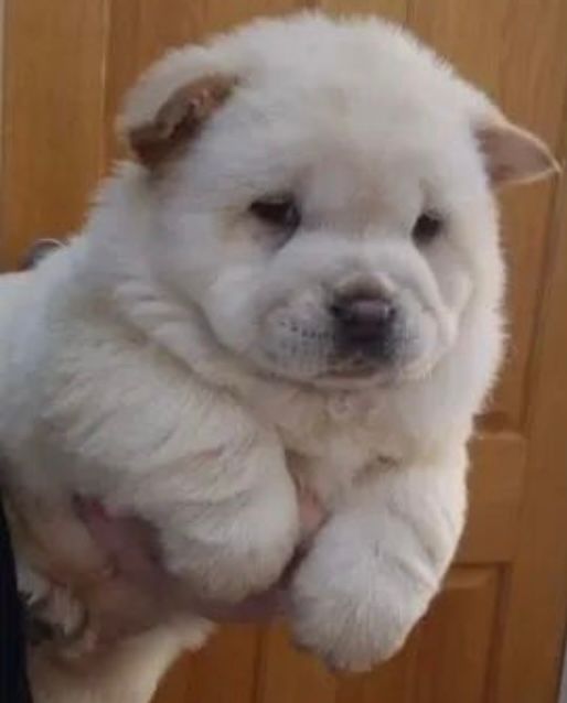 Portal Vendocão Cachorro Chow Chow  Porto Velho