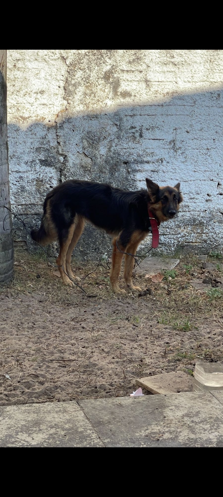 Portal Vendocão Cachorro pastor alemão Caucaia 