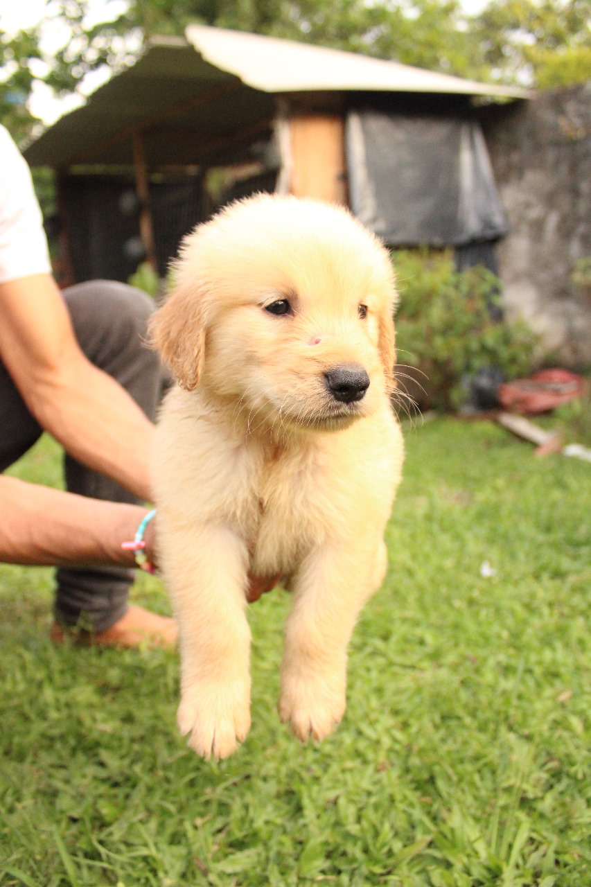 Portal Vendocão Filhotes de Golden Retriever  Ituberá-Ba