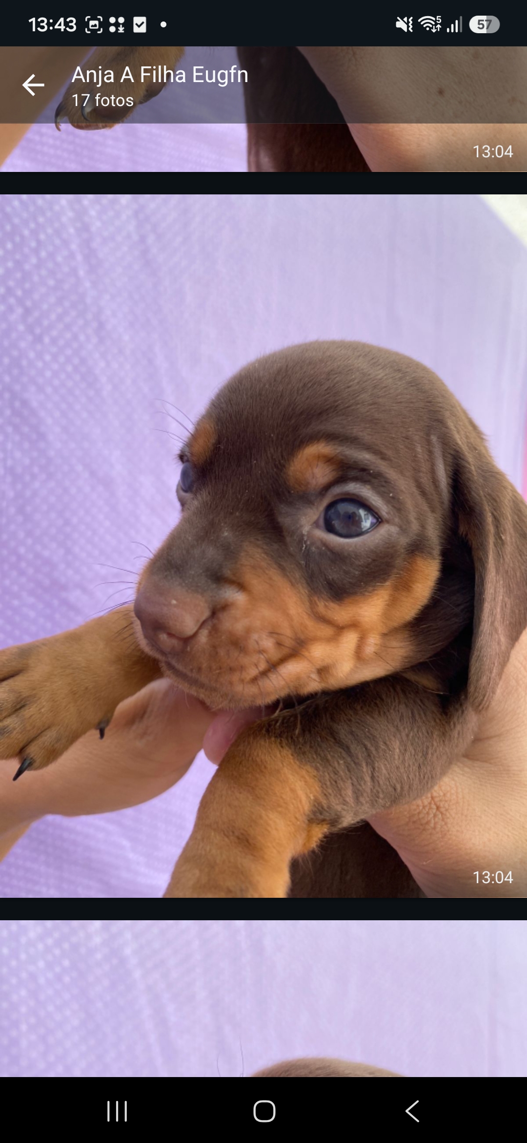 Cachorro Dachshund salsichão 
