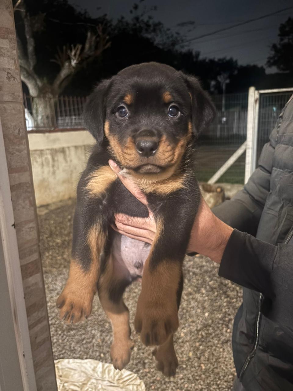 Rotweiller 