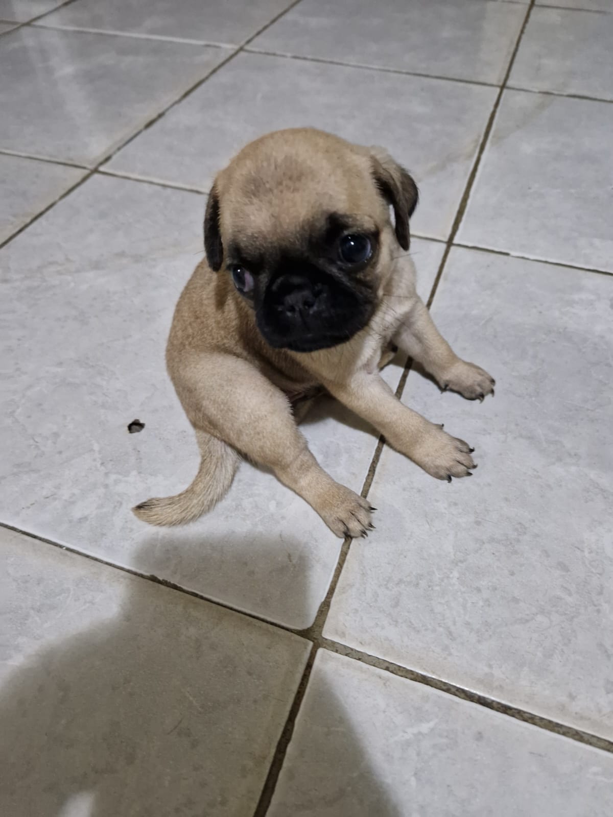 Portal Vendocão Filhote de Pug Fêmea  João Pessoa