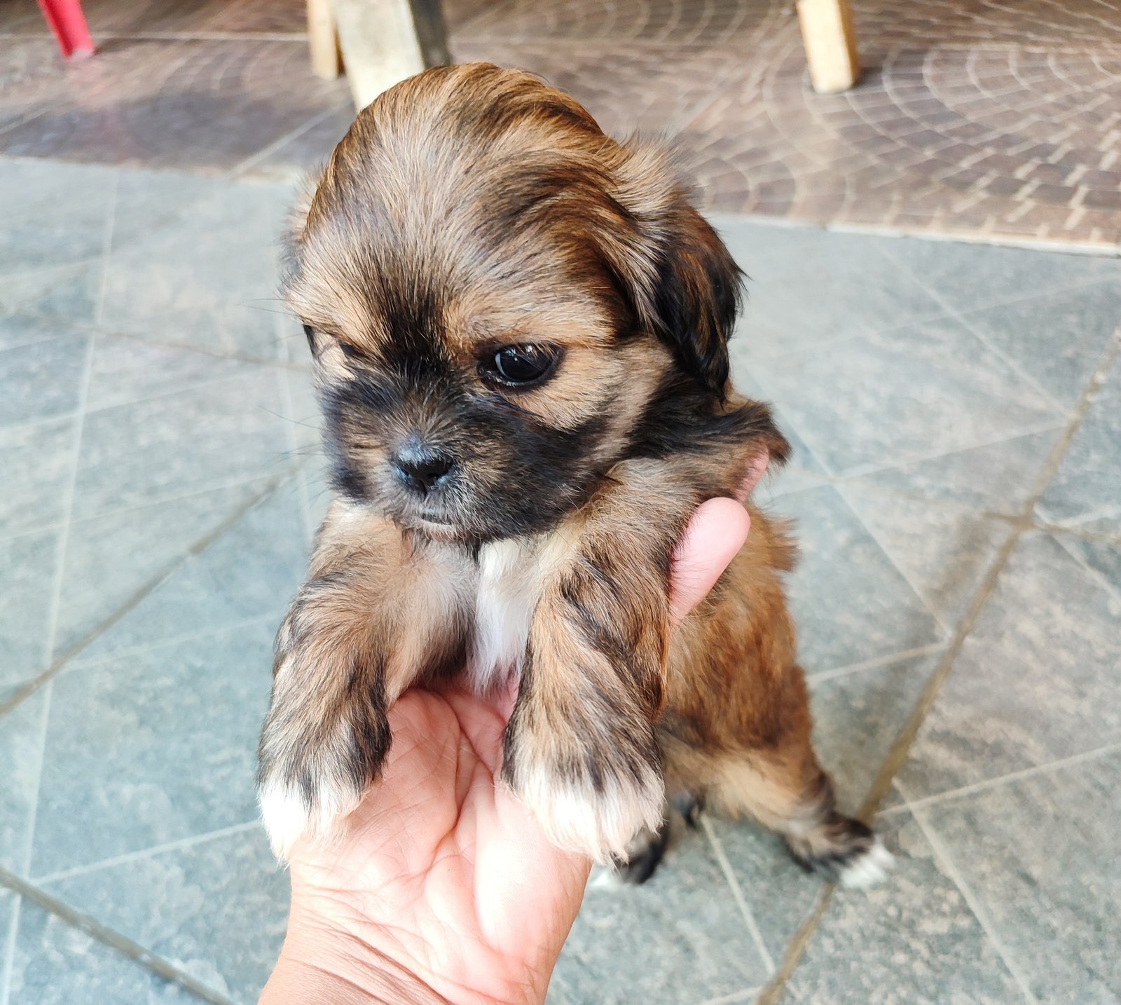 Lhasa macho e fêmea  - Foto 1