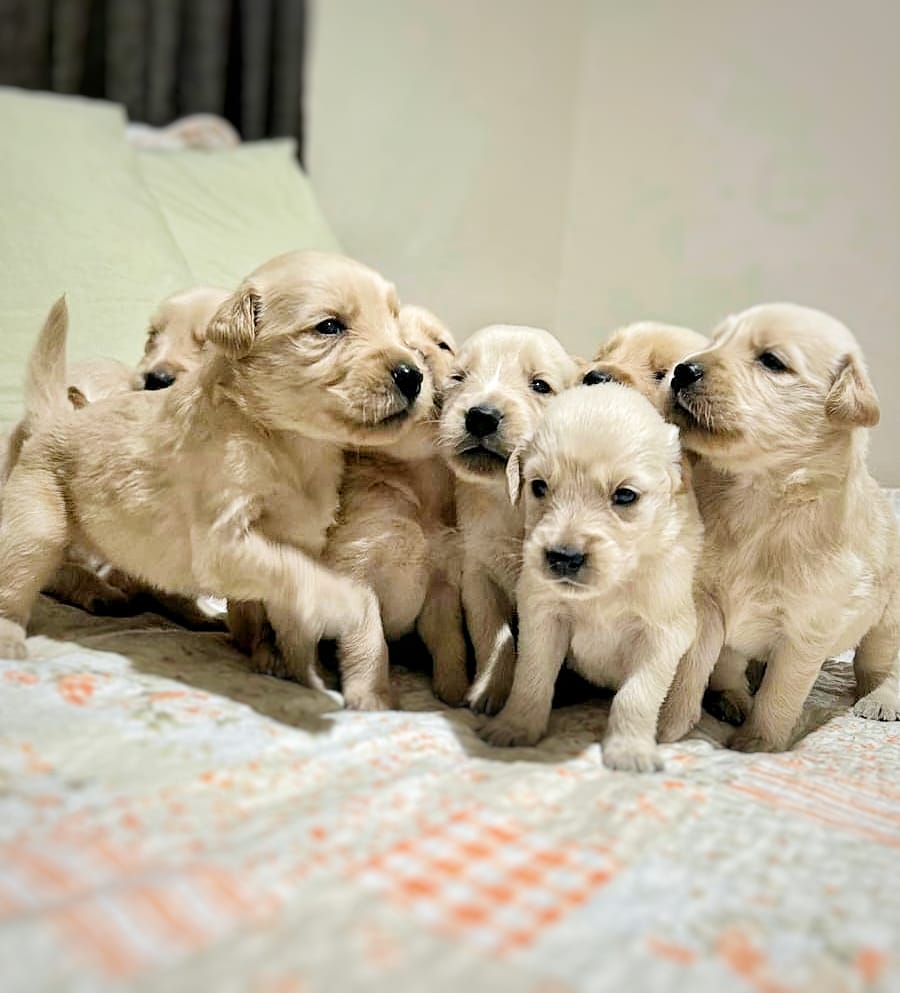 Portal Vendocão Filhote Golden Retriever  CONTAGEM