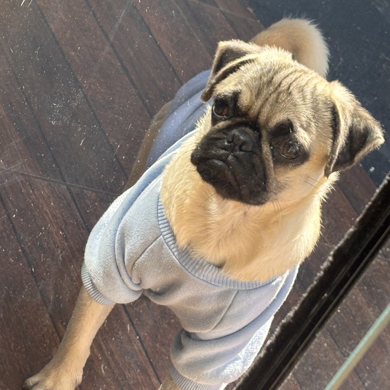 Filhote de pug na cor apricot está com 8 meses atualmente