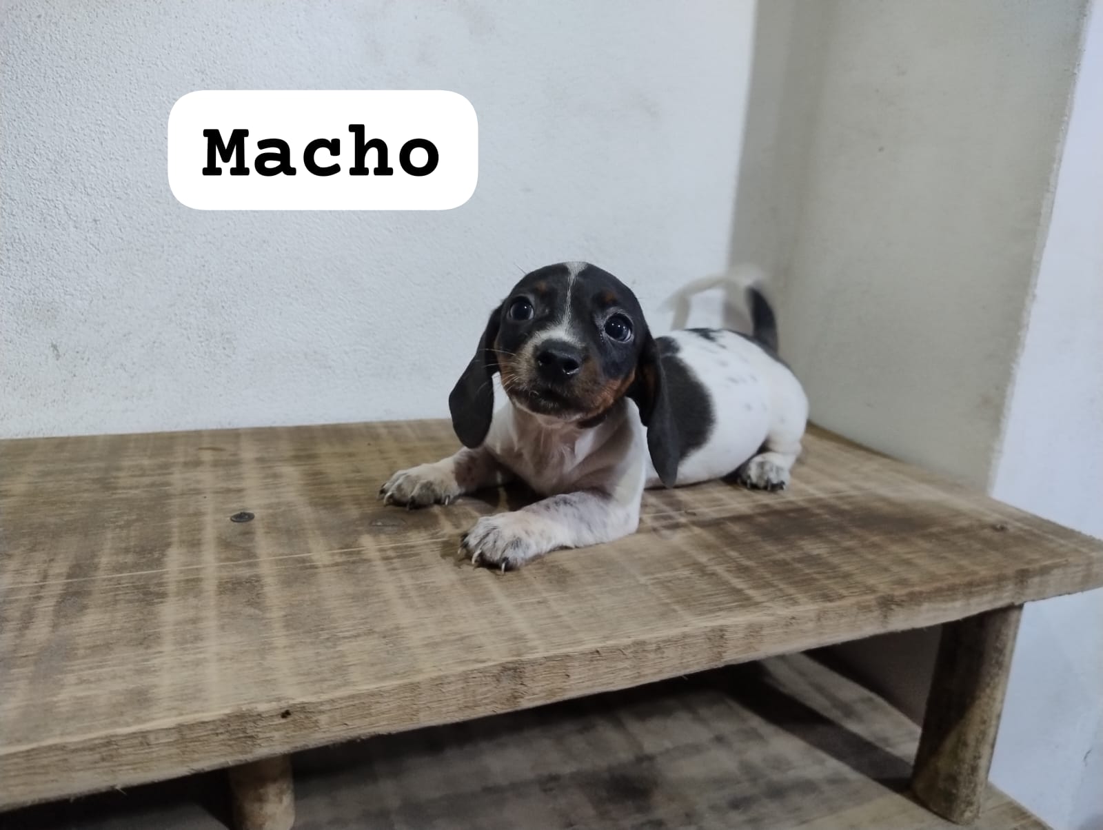 Portal Vendocão Filhotes de dachshund  Cachoeirinha 