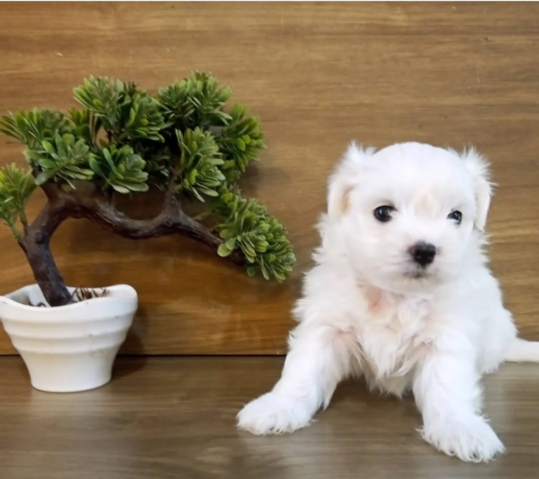 Portal Vendocão Maltes  Olinda