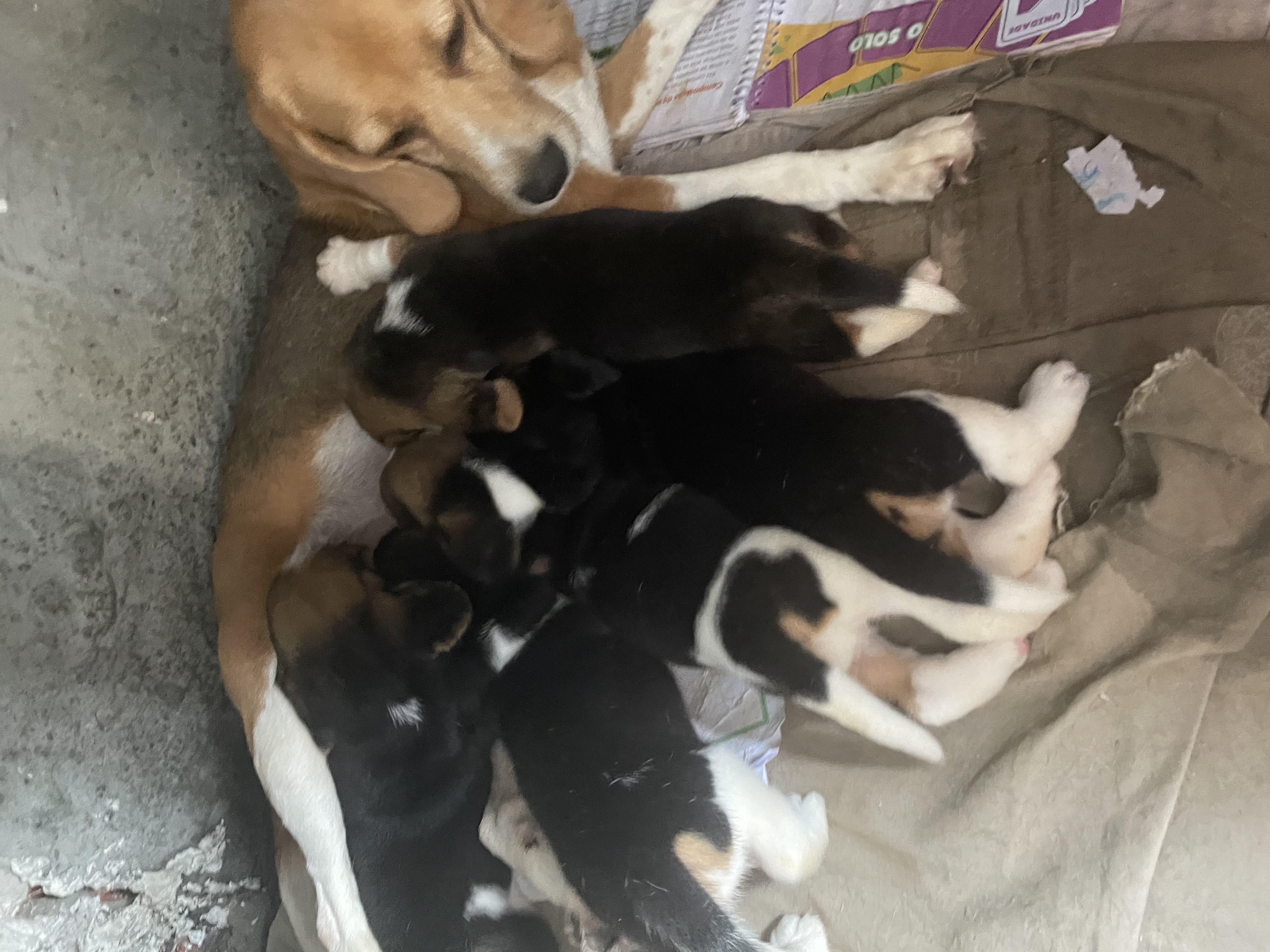 Portal Vendocão Vendo lindos filhotes de beagle  Salvador