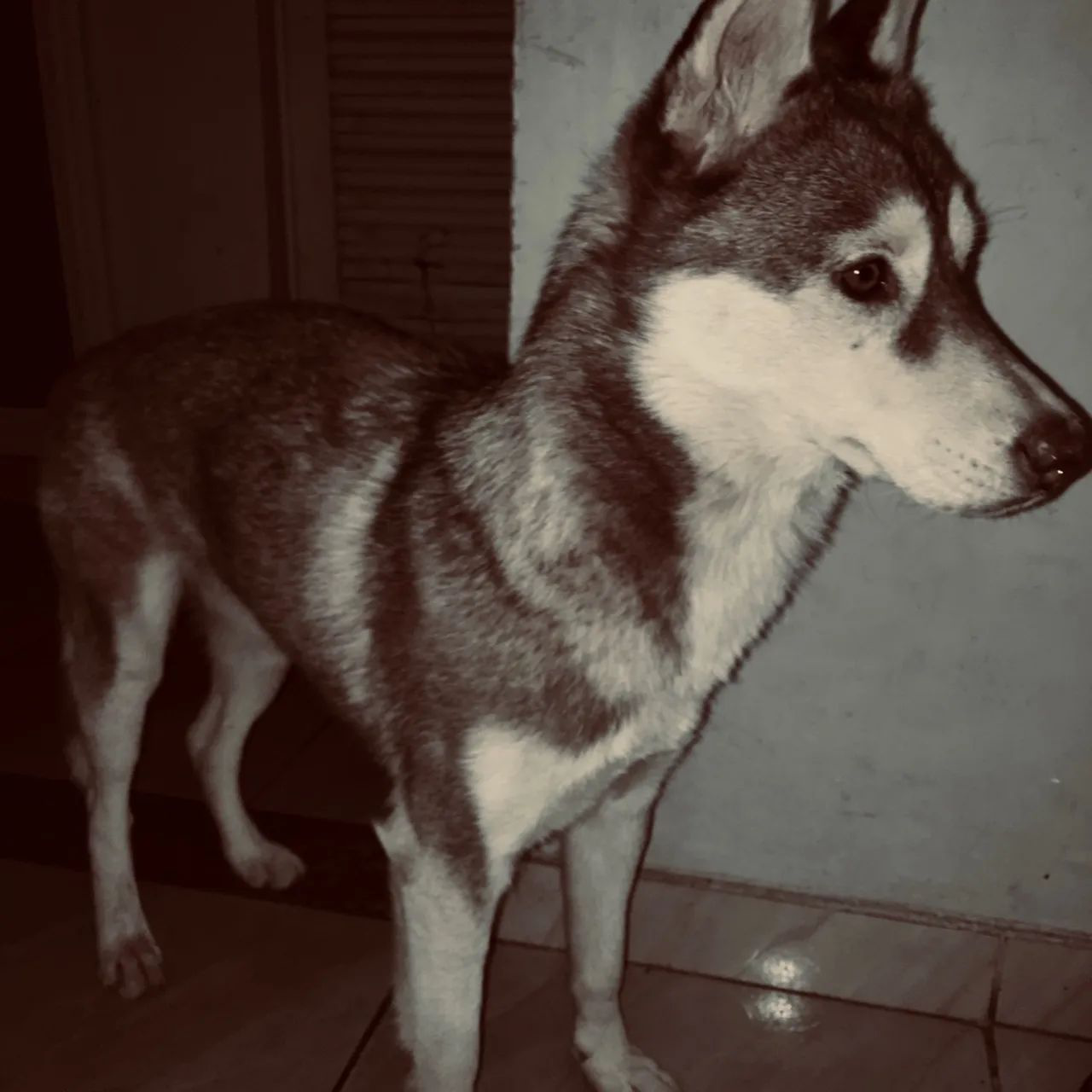 filhotes de Husky Siberiano Luziânia