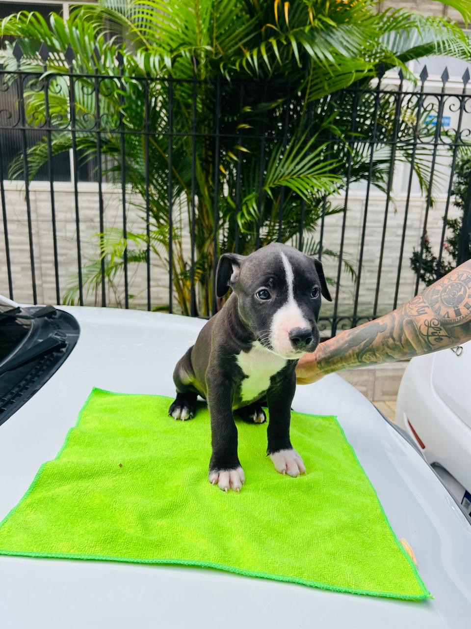 Portal Vendocão Filhotes de Pitbull  Salvador 