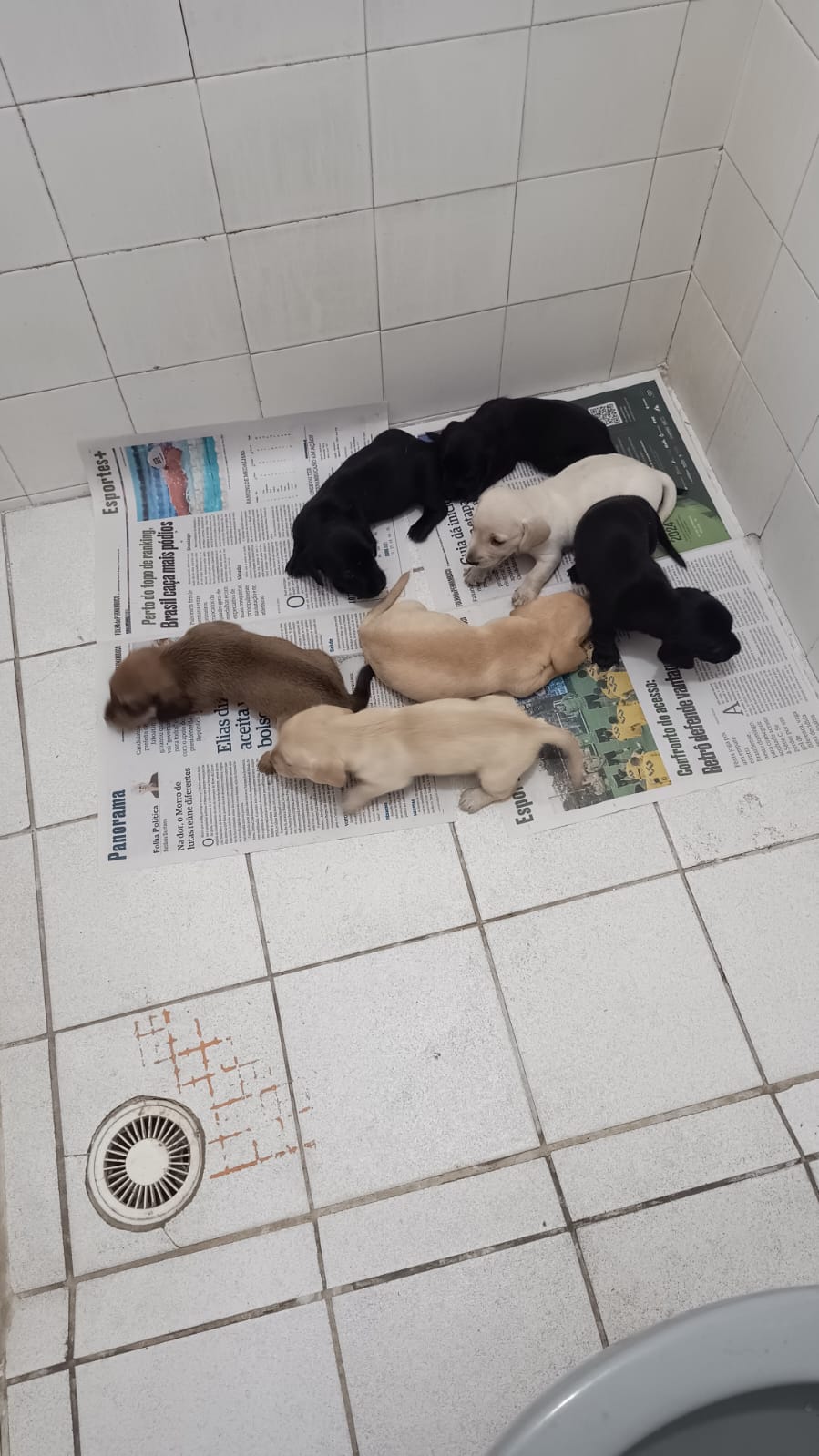 Portal Vendocão dachshund jaboatão dos guararapes
