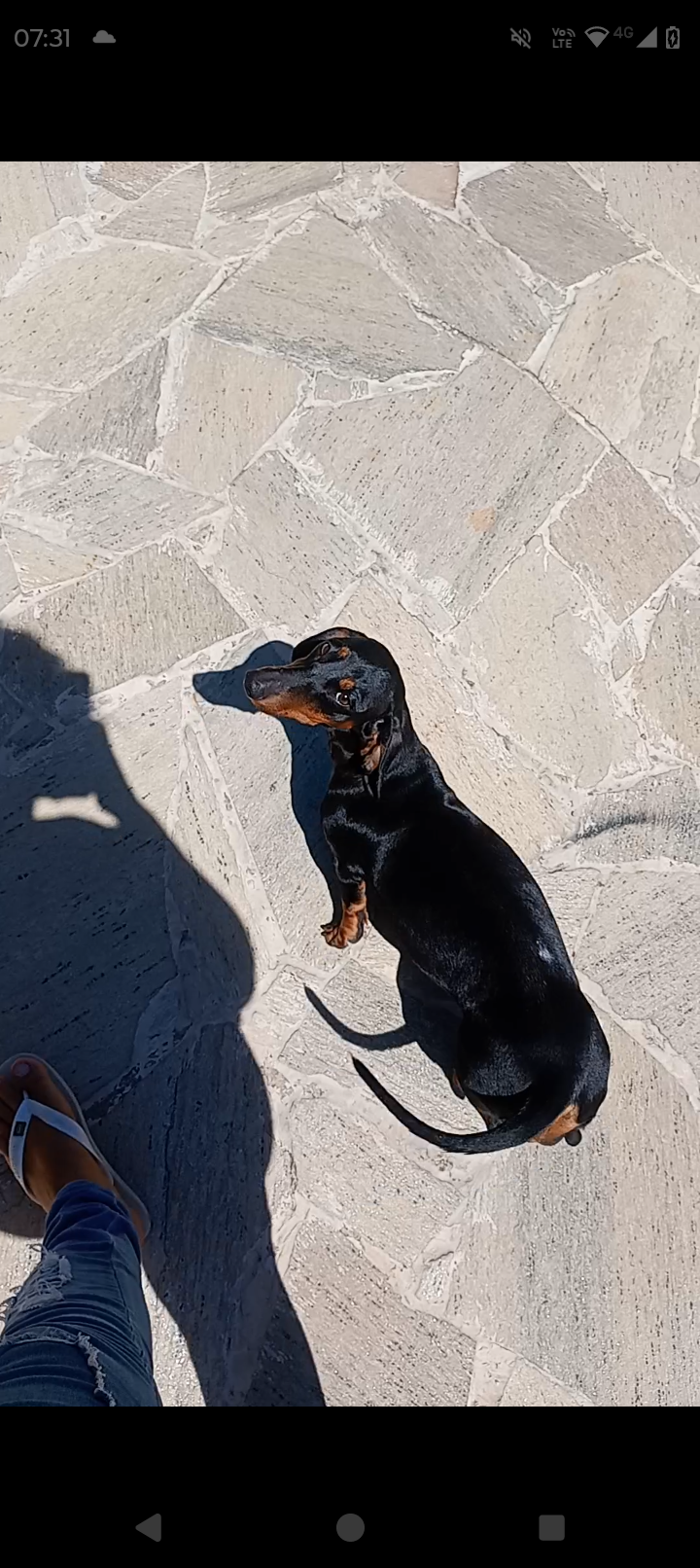 Portal Vendocão Vendo filhotes de daschund Maceió 