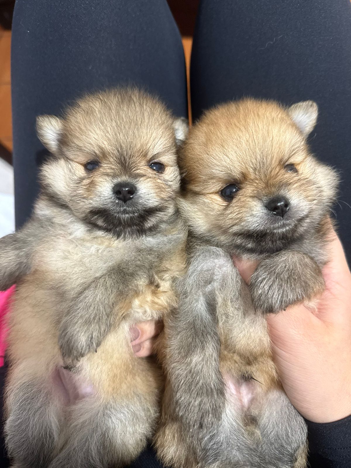 Lulu da pomerania ( ursinho ) - Foto 1