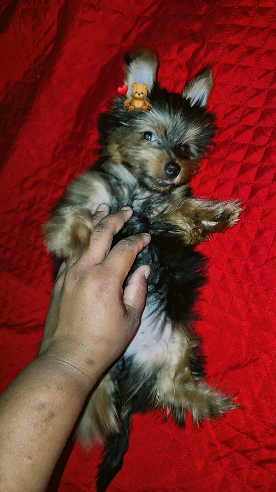 Portal Vendocão Vendo filhote de Yorkshire terrie macho disponível  Belém