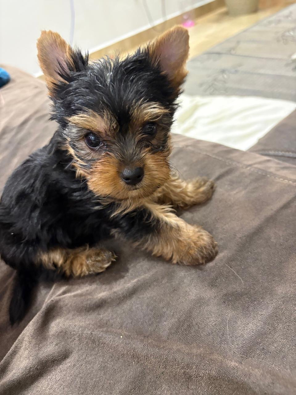 Lindo filhote de yorkshire terrier micro. - Foto 3