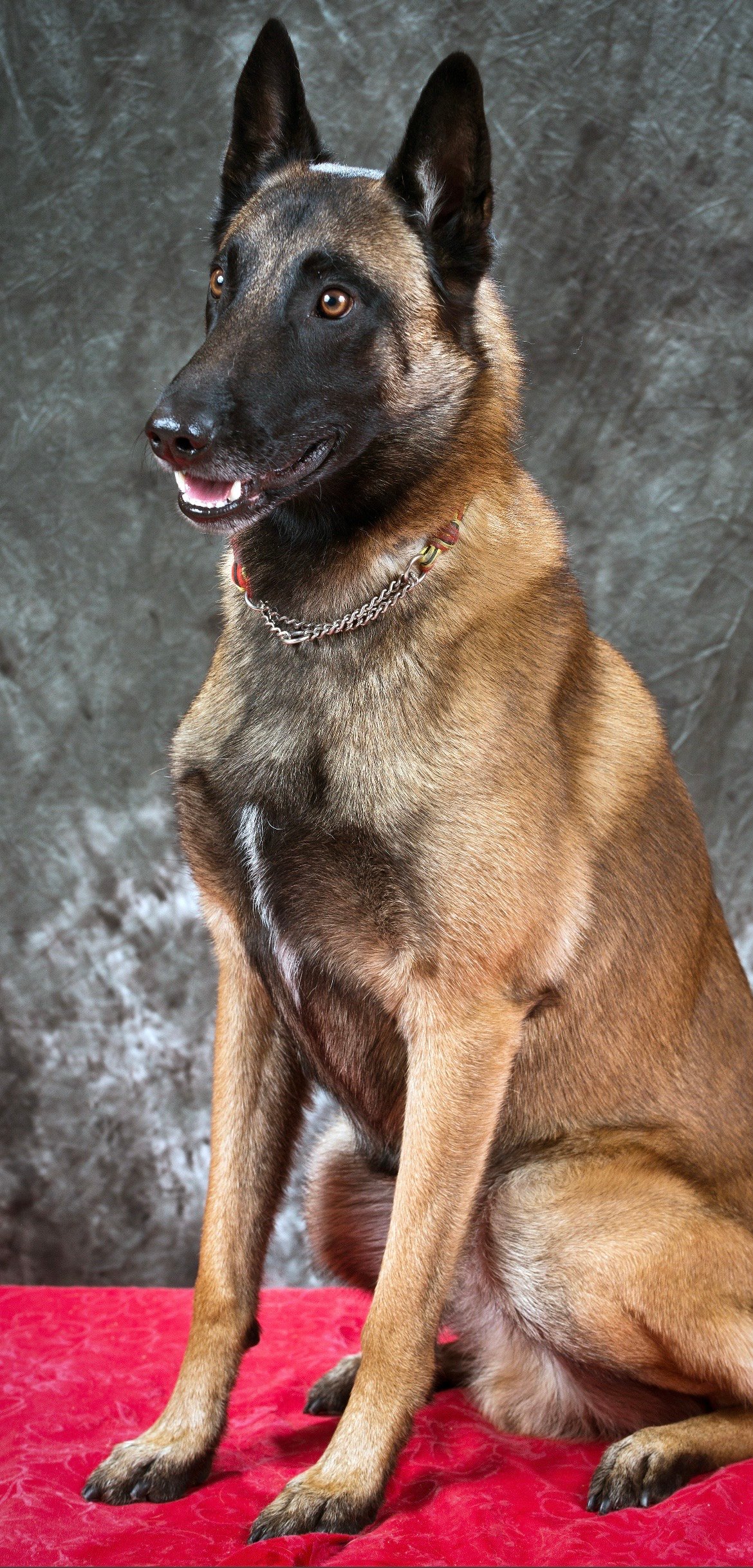 Filhotes de belga malinois  - Foto 1