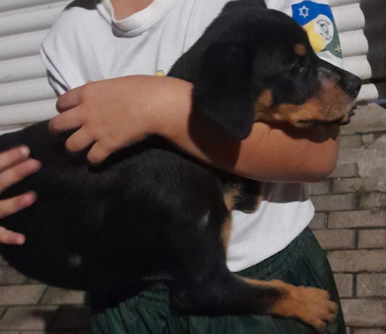 Portal Vendocão Filhote de rottweiller  João Pessoa 