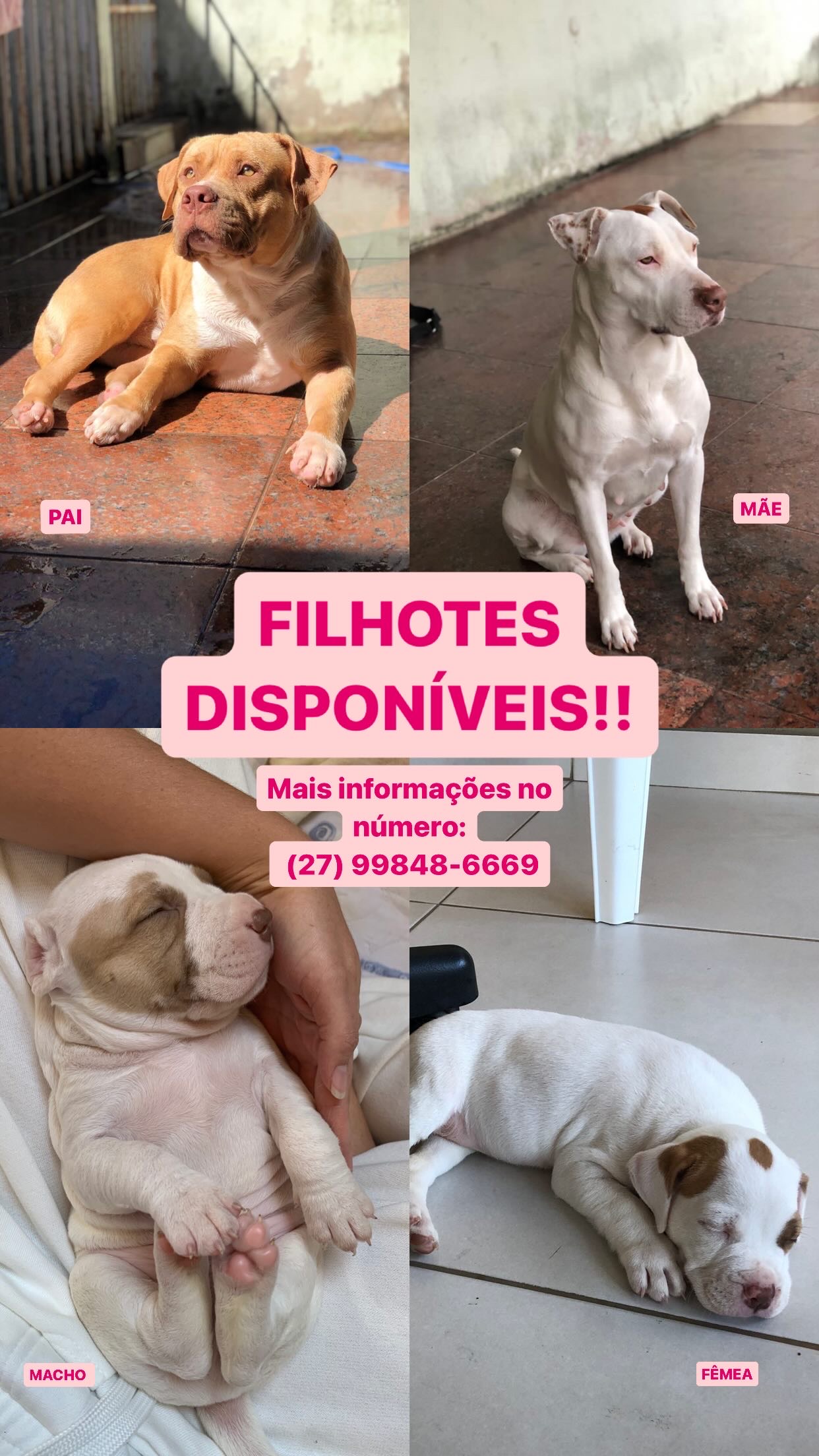 Portal Vendocão Filhotes pitbull  Cariacica 