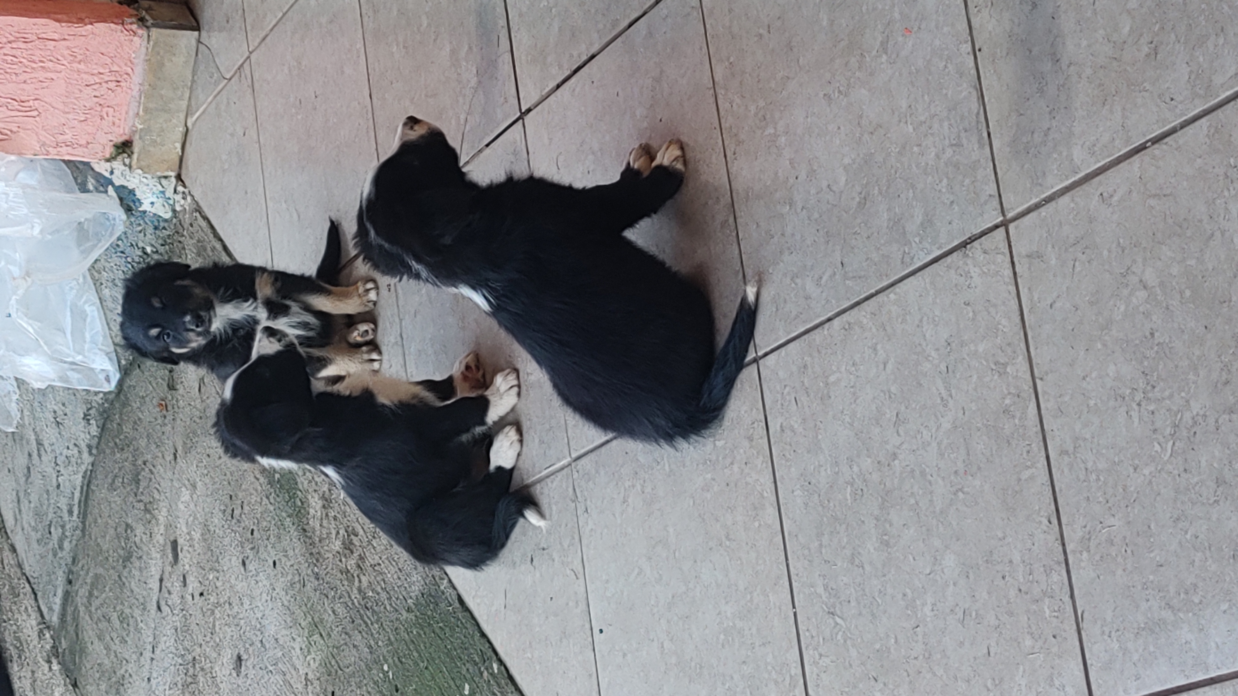 Vendo Boder collie  - Foto 1