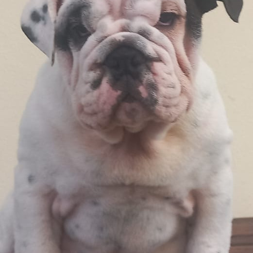 LINDOS FILHOTES DE BULLDOG INGLÊS - Foto 2