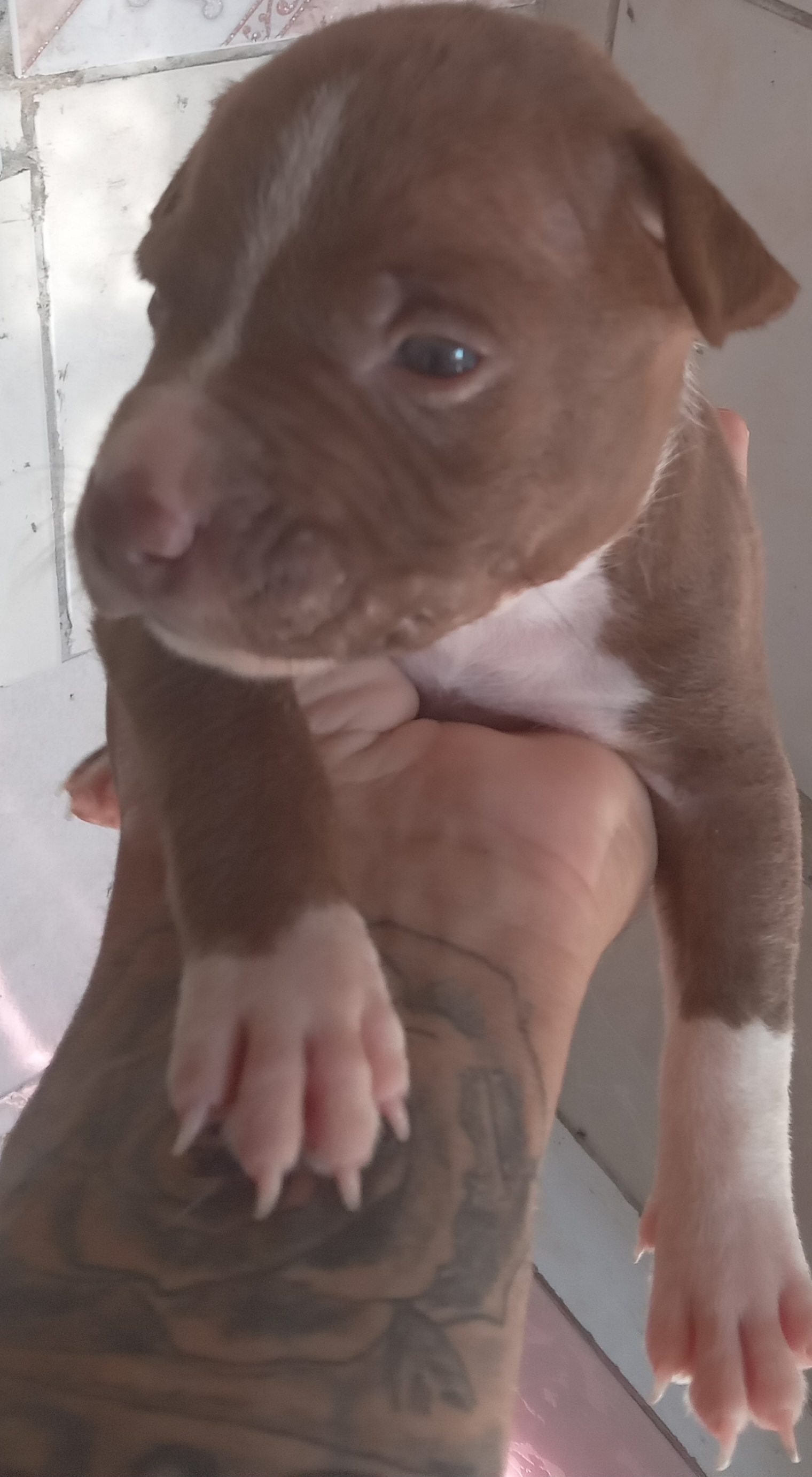 Portal Vendocão Red nesse  Porto Alegre 