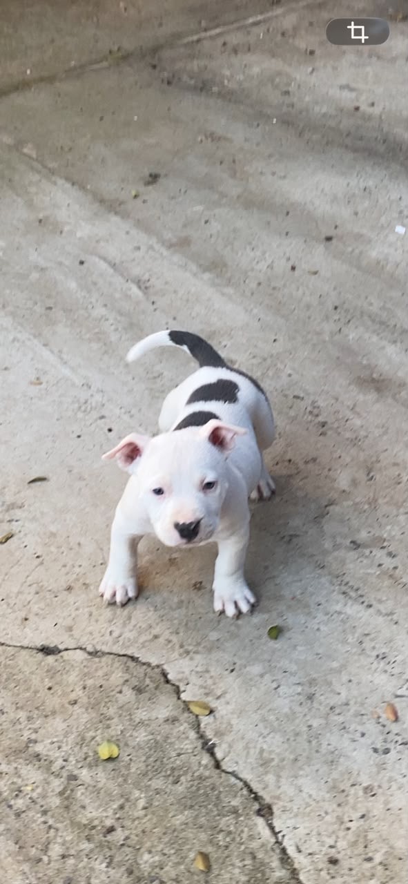 PitBull 54 dias