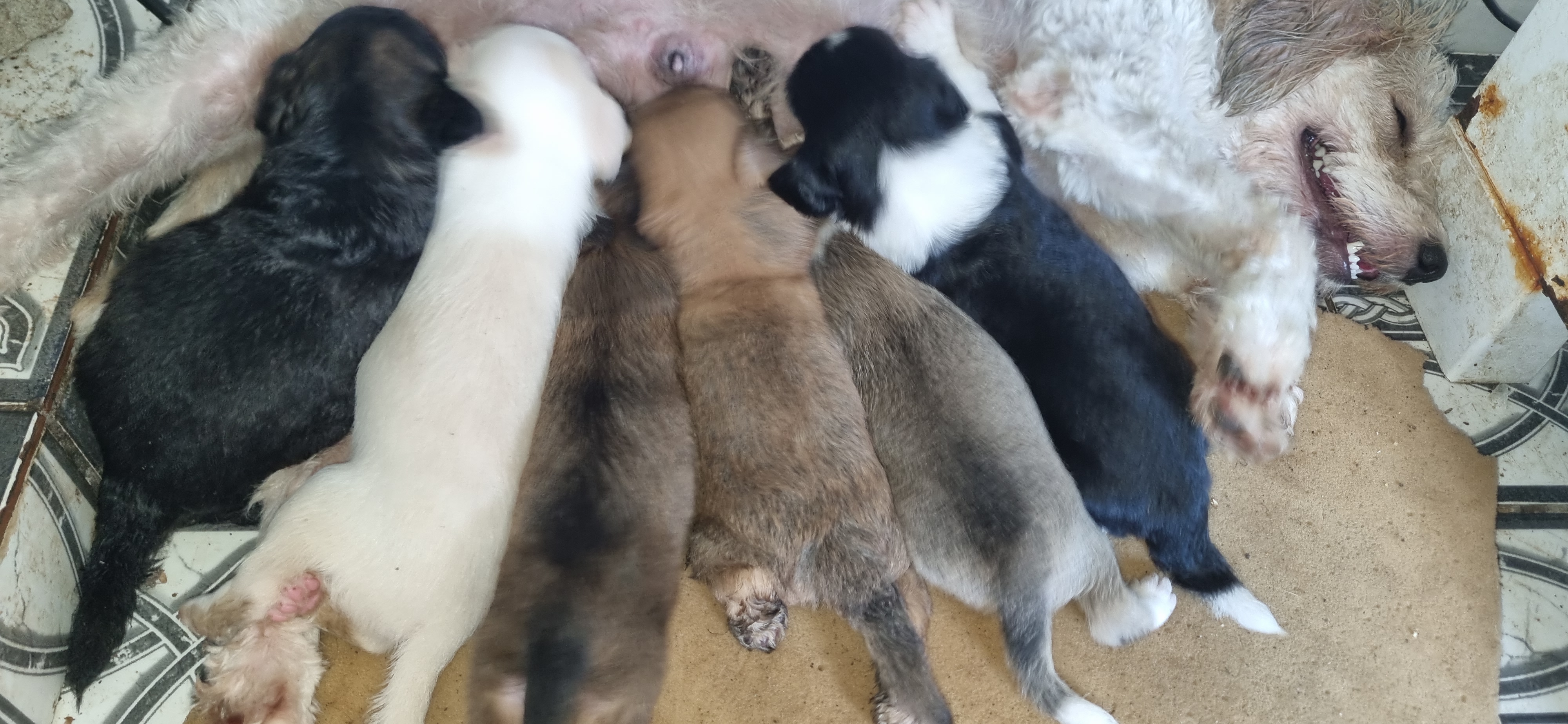 Portal Vendocão Vendo cachorro  Belém 