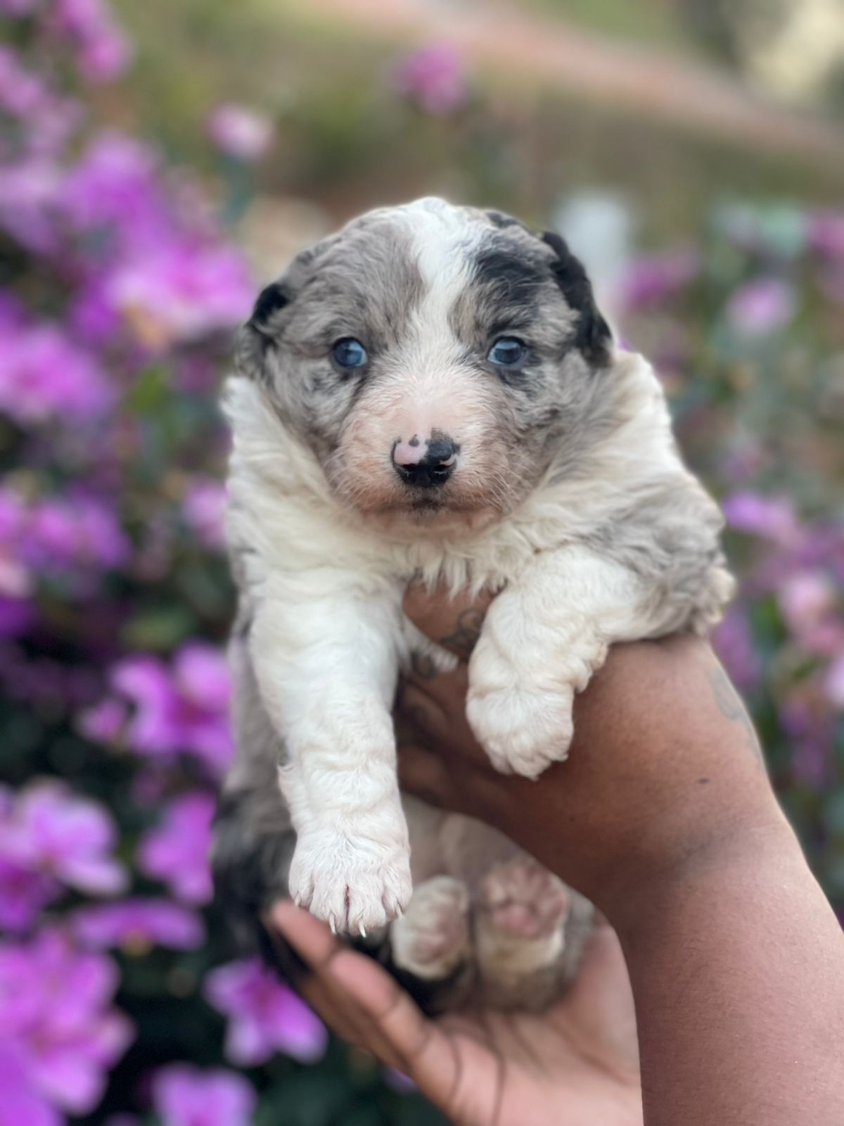 Portal Vendocão Border Collie Blue Merle  São Paulo